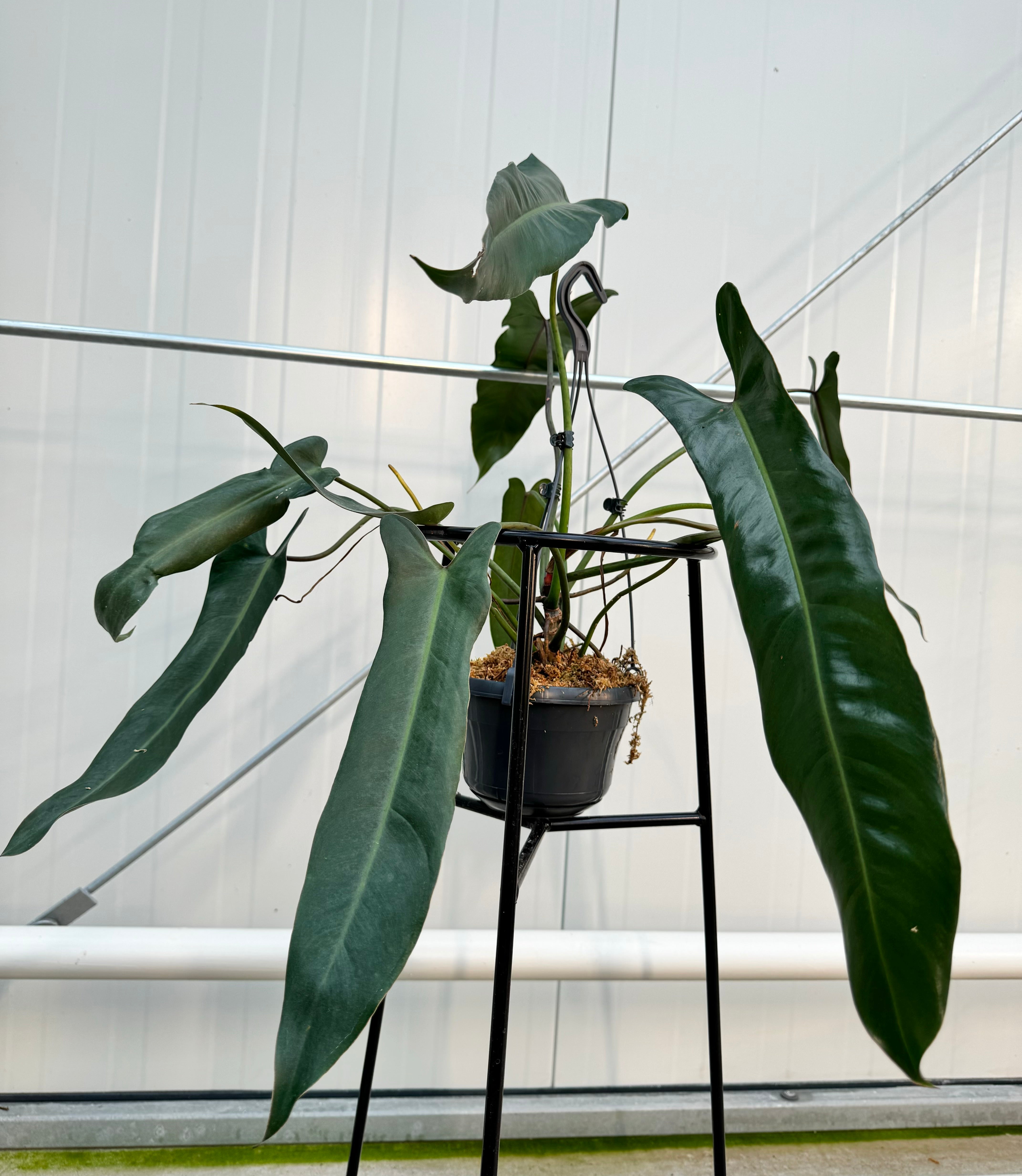 Philodendron spiritus sancti (Big Plant) Leaves 35/40 cm (Nr. 1)
