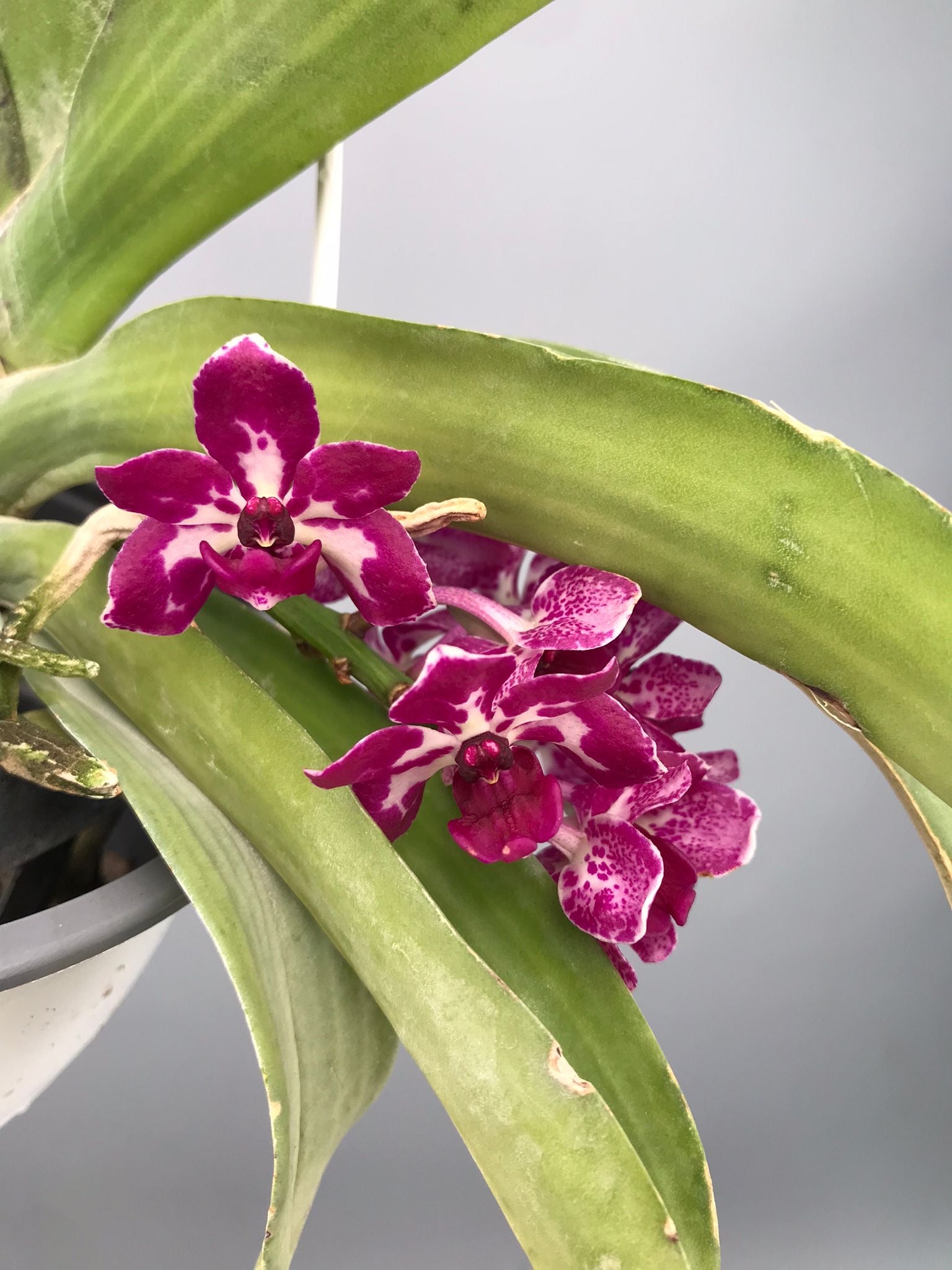Rhynchostylis Gigantea Burgundy