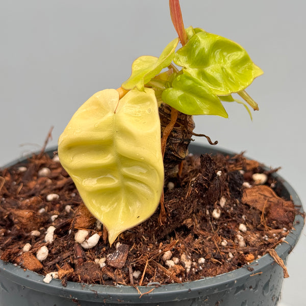 Philodendron billietiae Variegata 'Small Size' nr 1