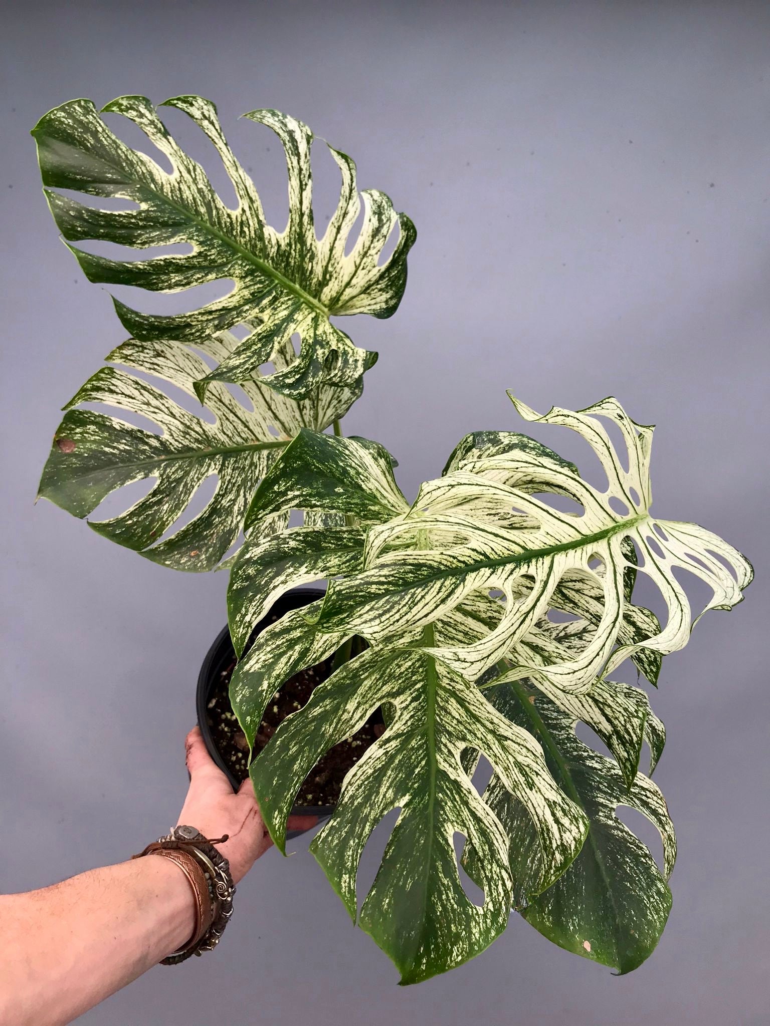 Monstera 'Devil Monster' Nr 2
