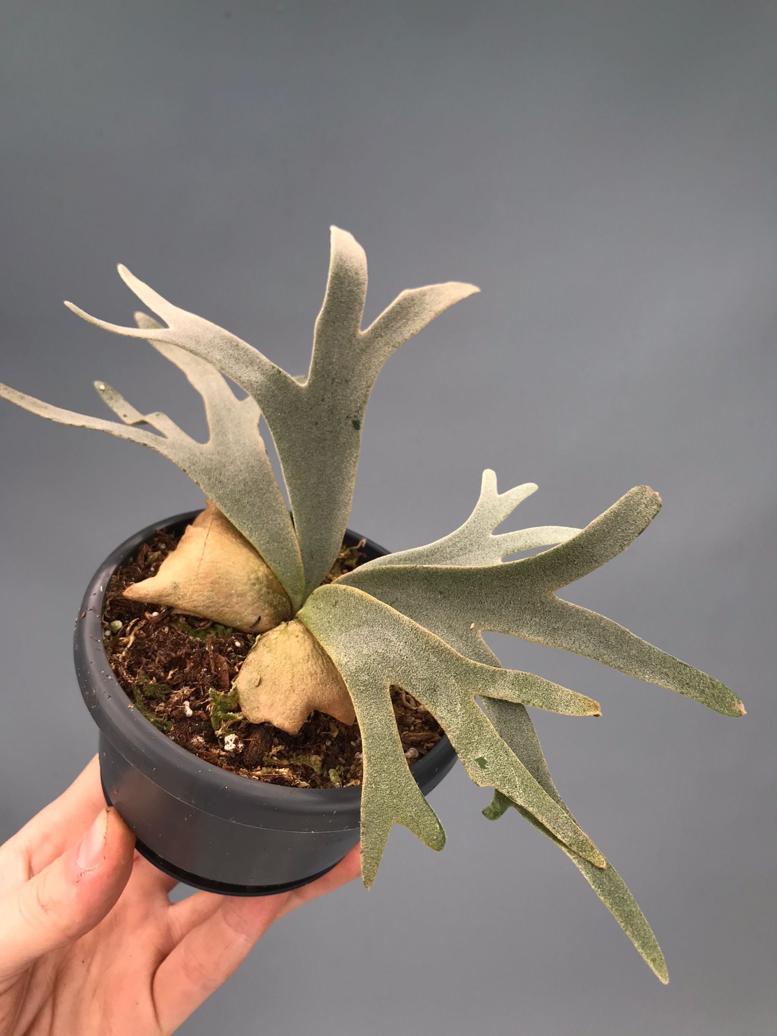 Platycerium willinckii ‘Jenny’