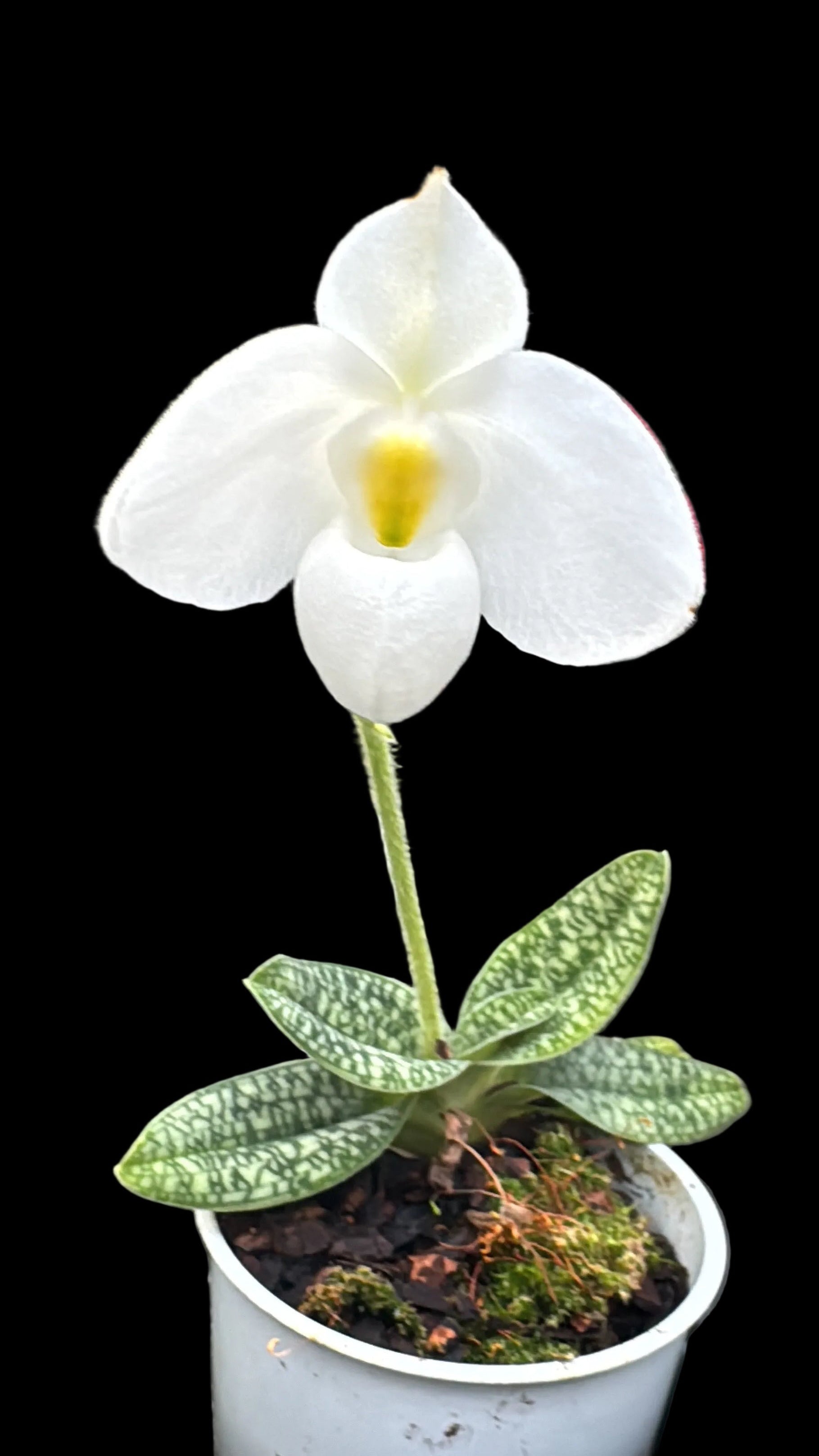 Paphiopedilum delenatii albo
