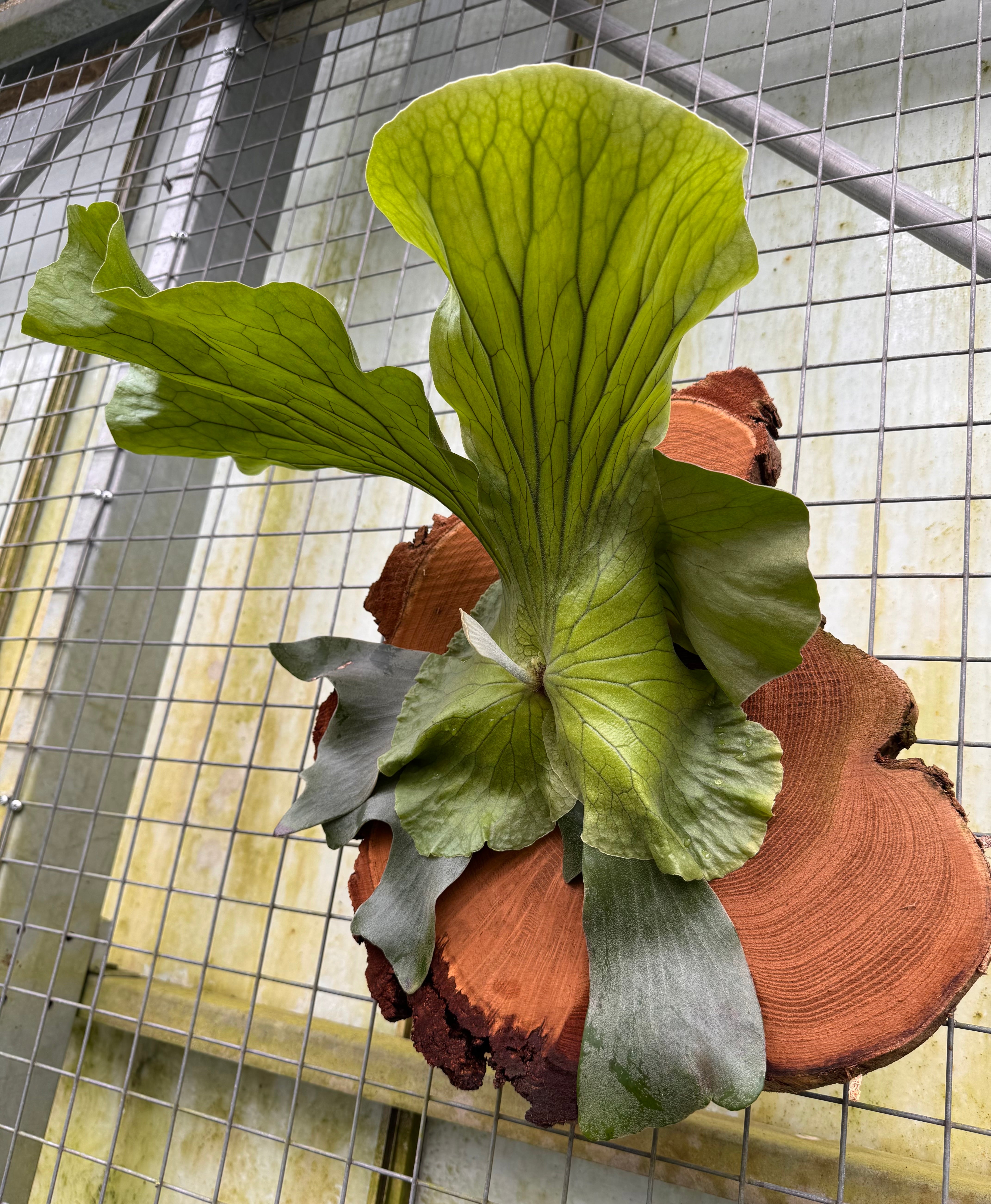 Platycerium Neptune (On Block)  "Big Plant"