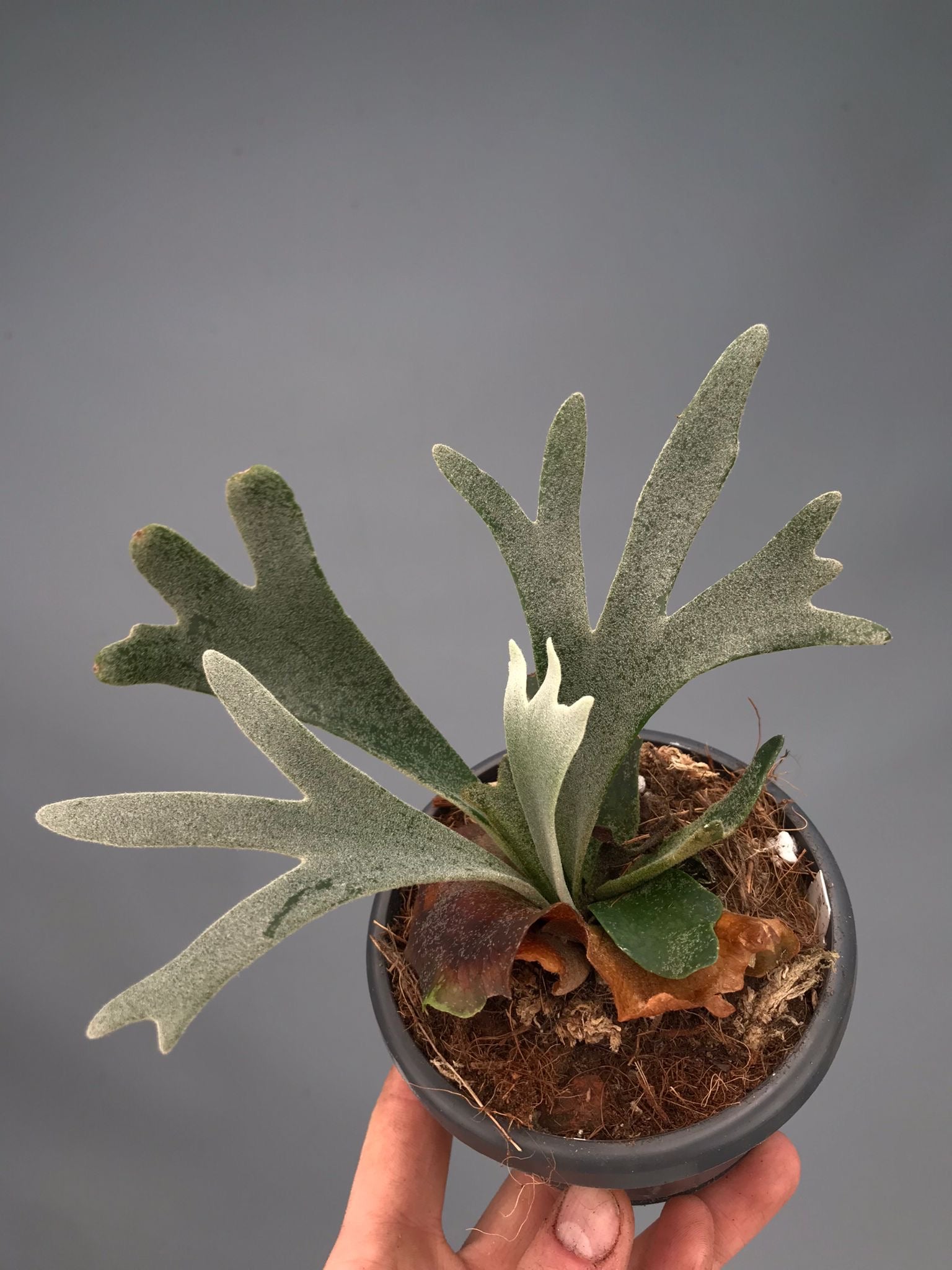 Platycerium willinckii "Bacteria"DWARF (Medium Plant)