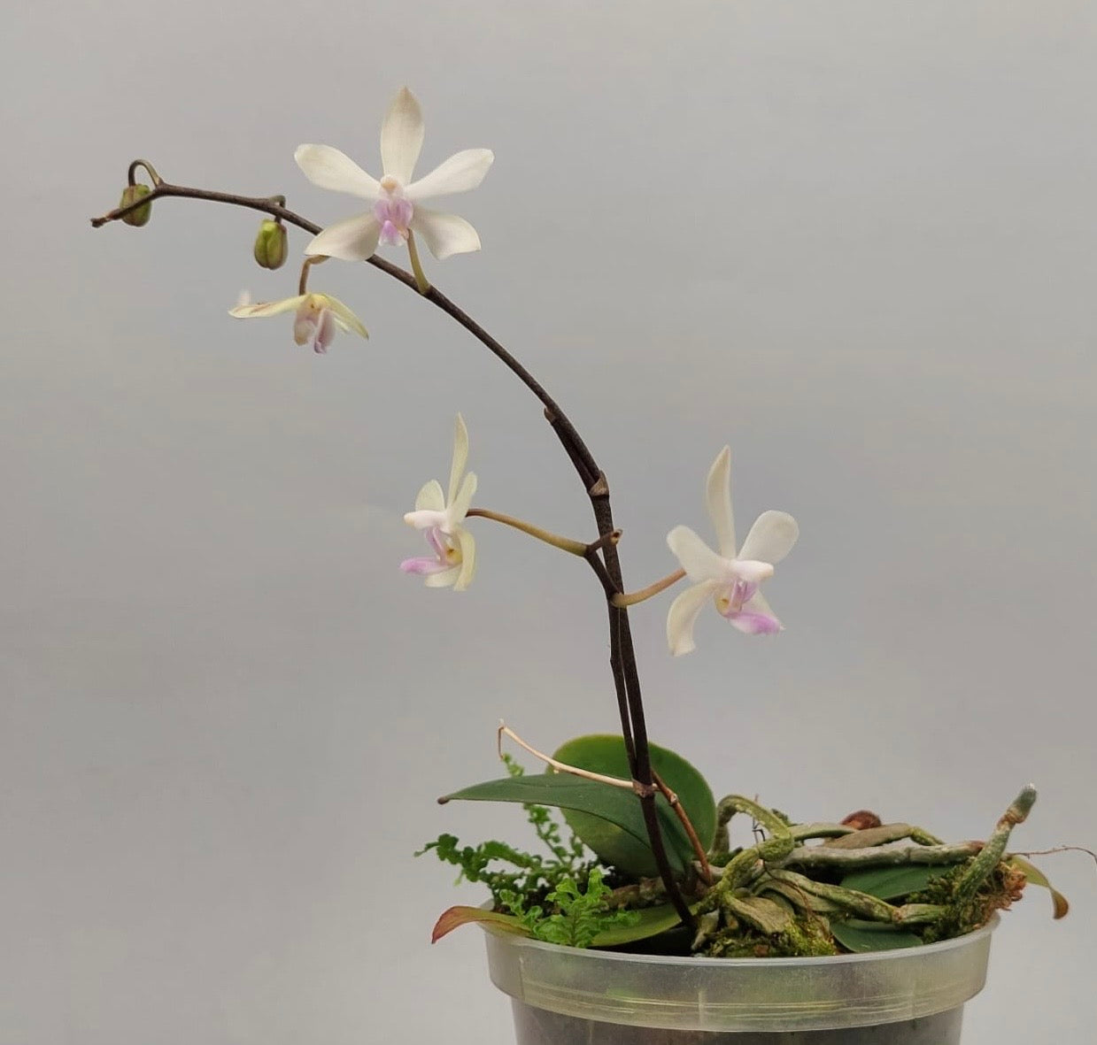 Phalaenopsis honghenensis White 'Blue Lip'