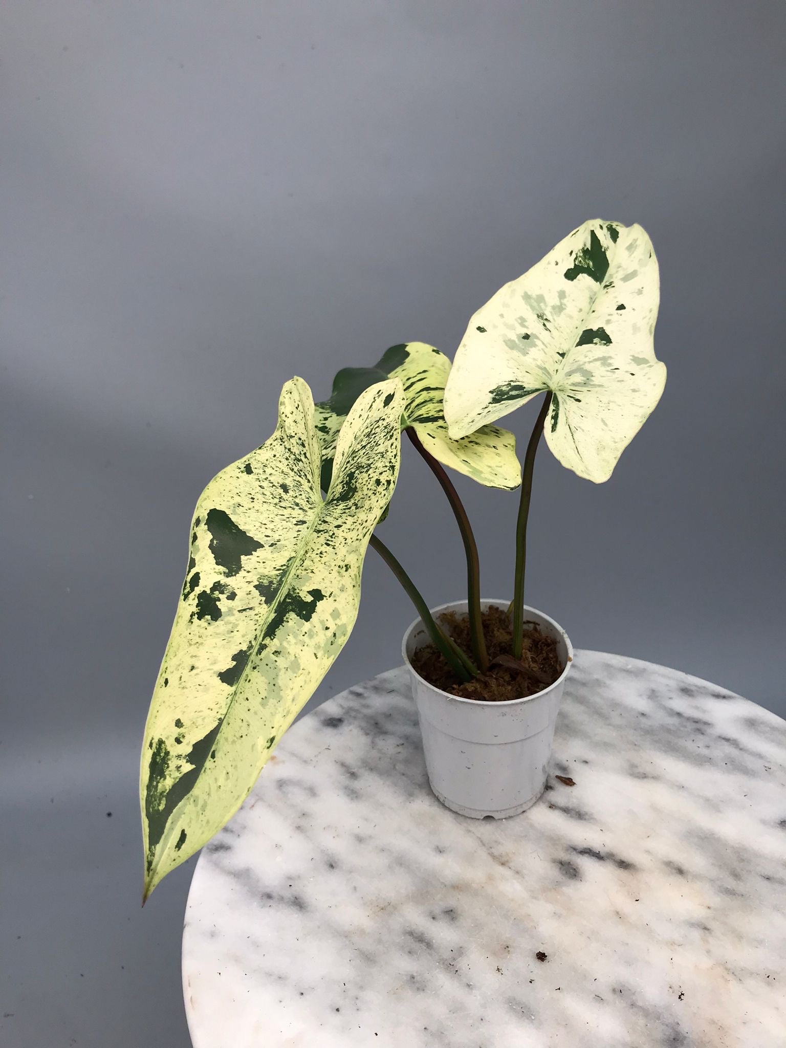 Philodendron ilsemanii  nr 1.2
