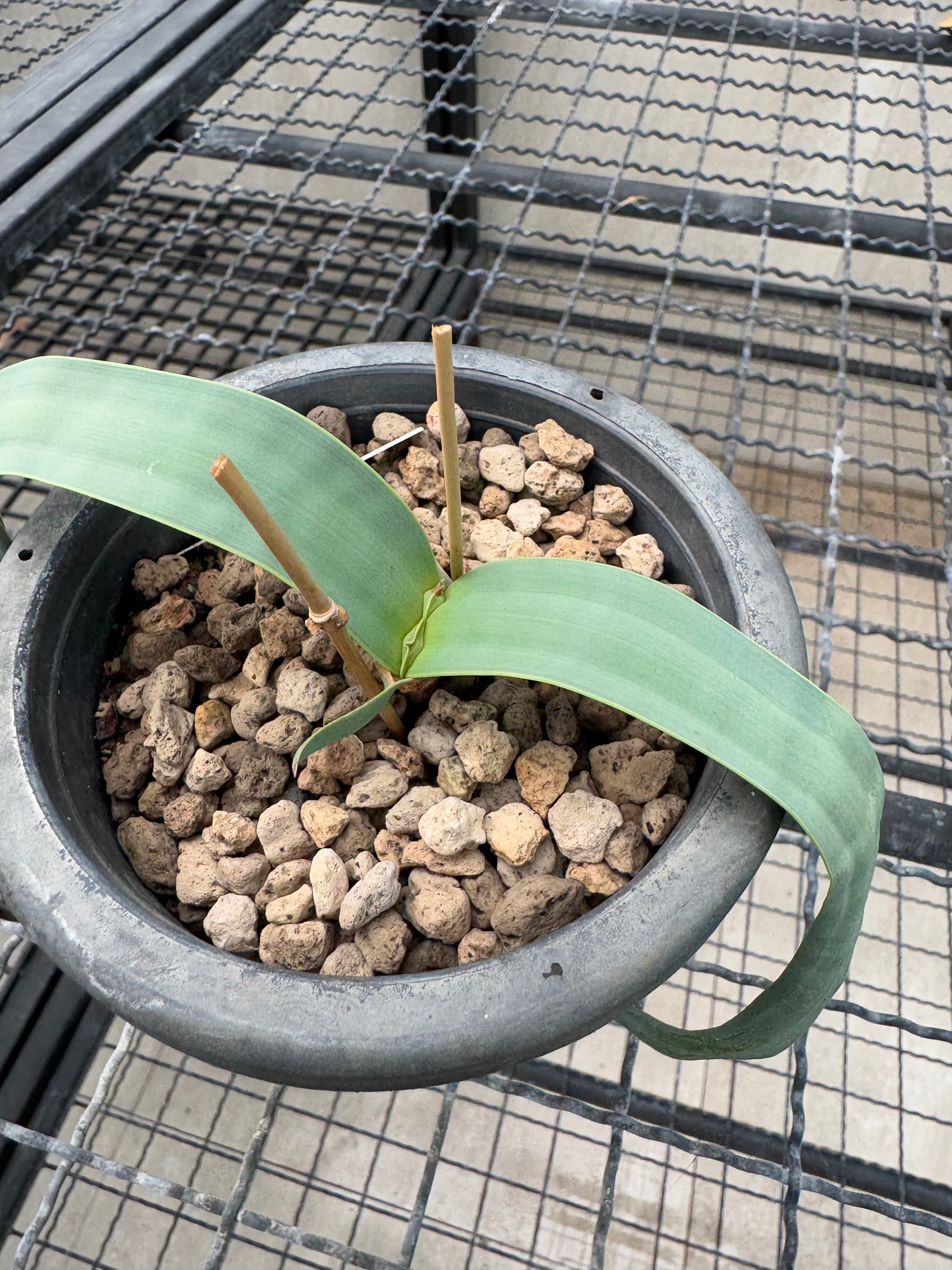 Welwitschia mirabilis