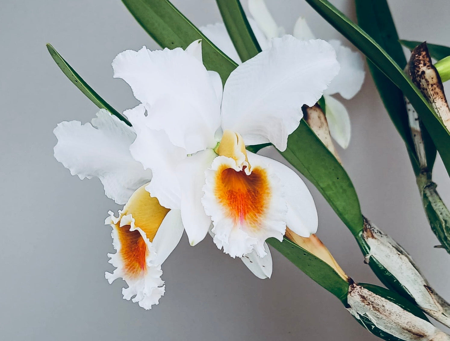 Cattleya percivaliana fma. semi-alba ‘Canaima's Guava’