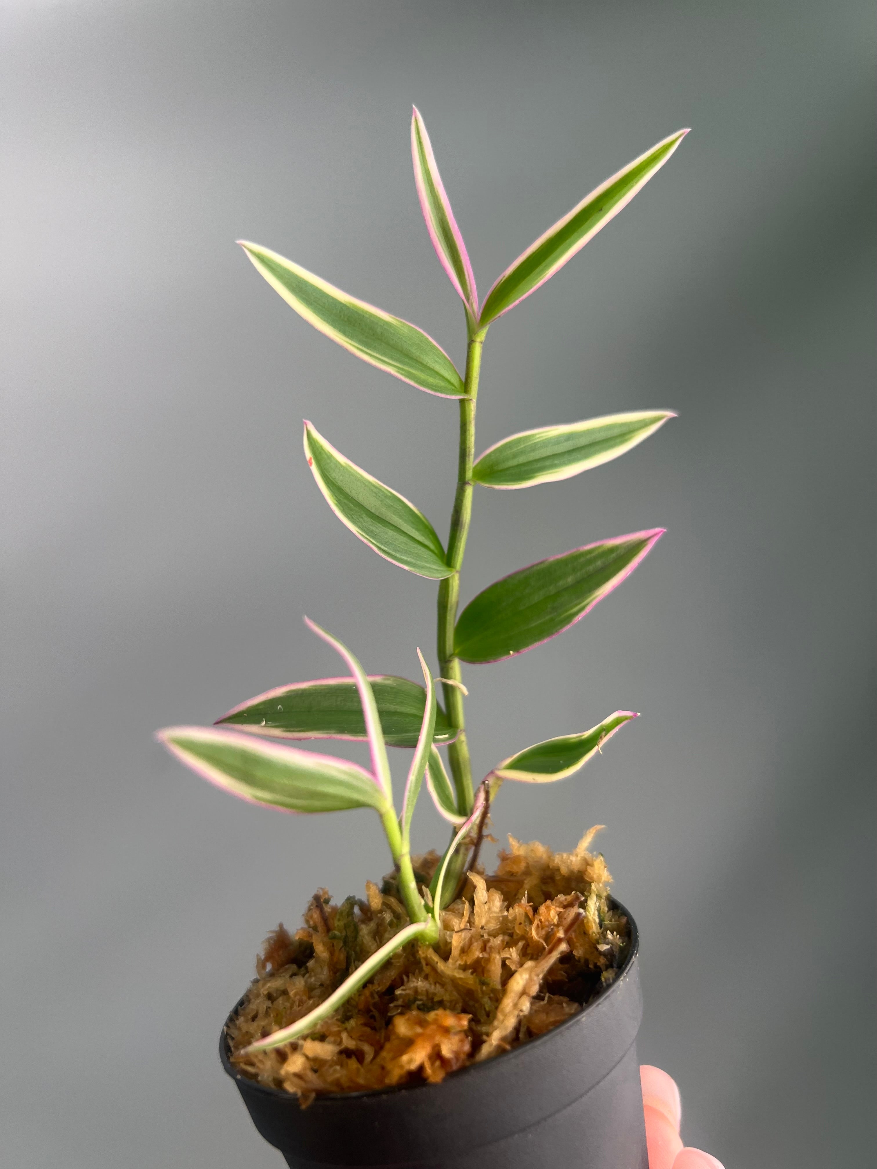 Dendrobium aphyllum variegata