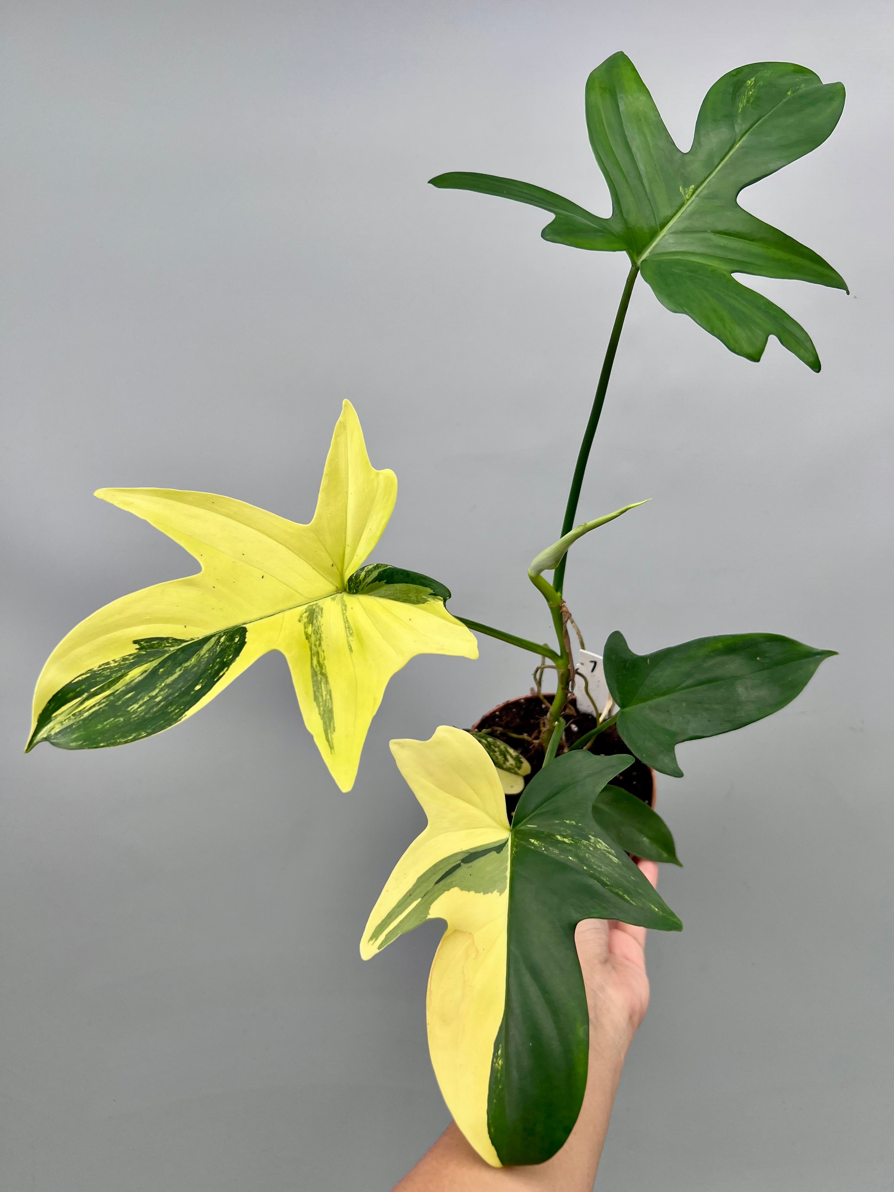 Philodendron squamiferium variegated (Nr 1)
