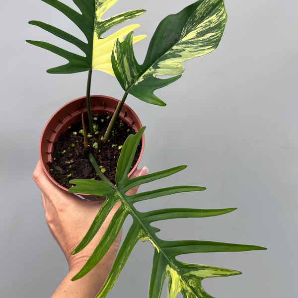 Philodendron tortum x Florida Beauty (Nr 3)