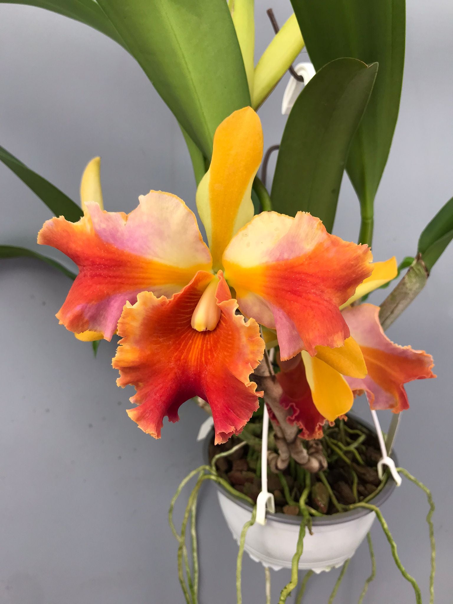 Rlc. Amazing Thailand