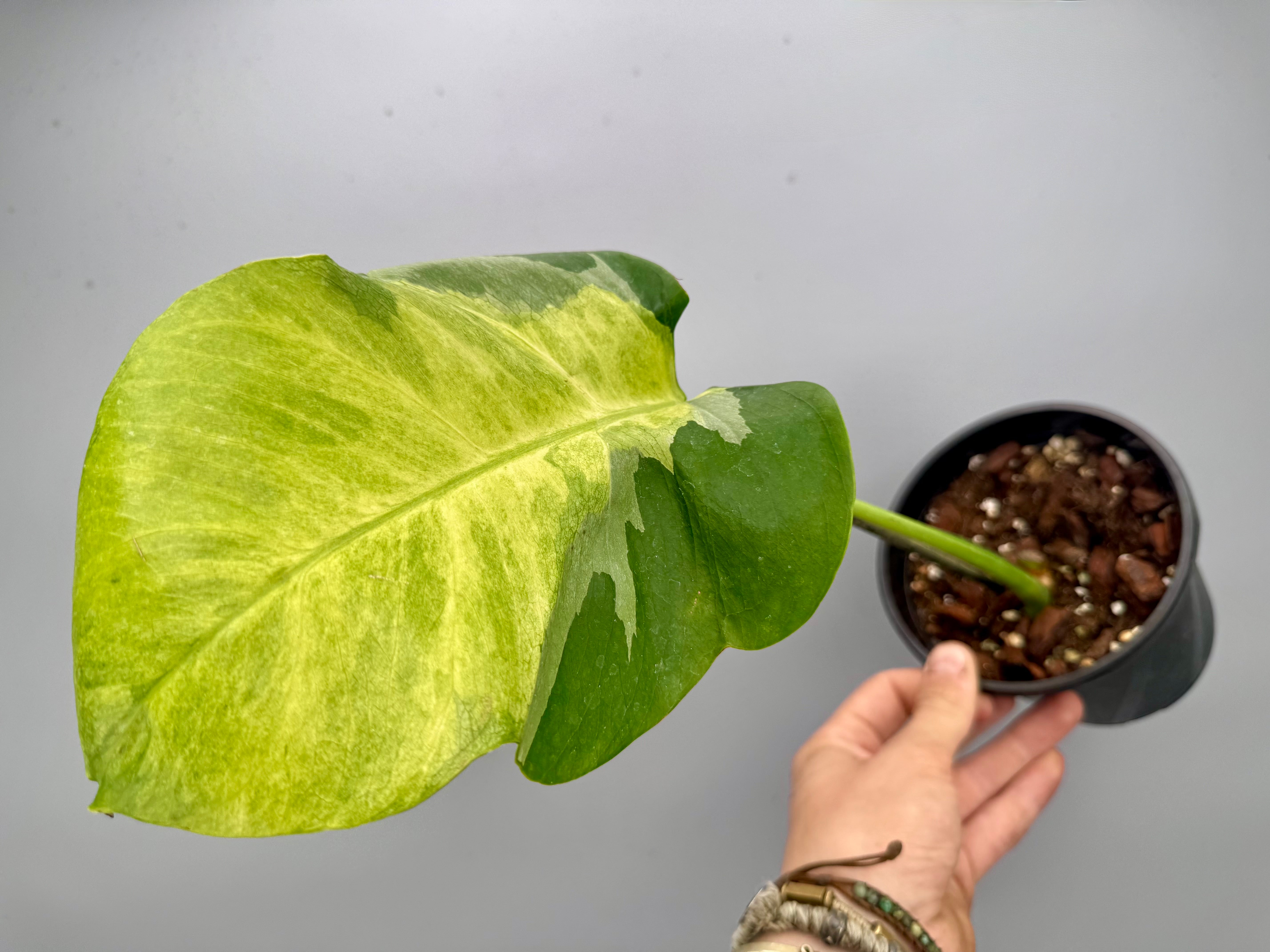 Monstera White Lava 'Lalamove' nr 1.2 ( 1 Leaf Cutting)