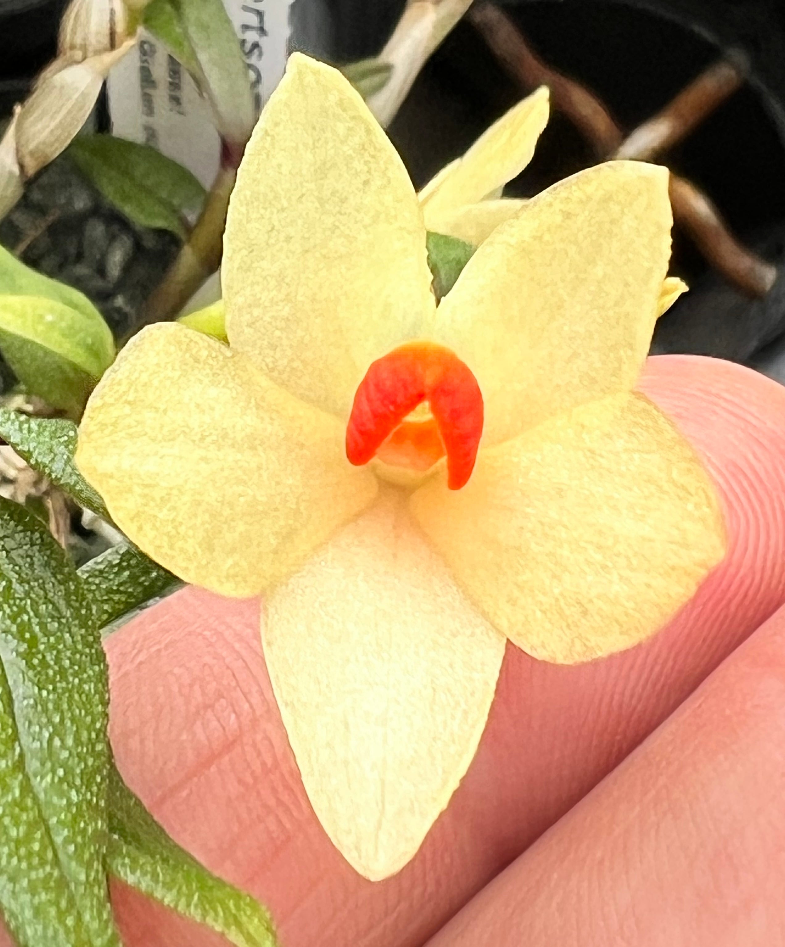 Dendrobium cuthbersonii "Yellow"