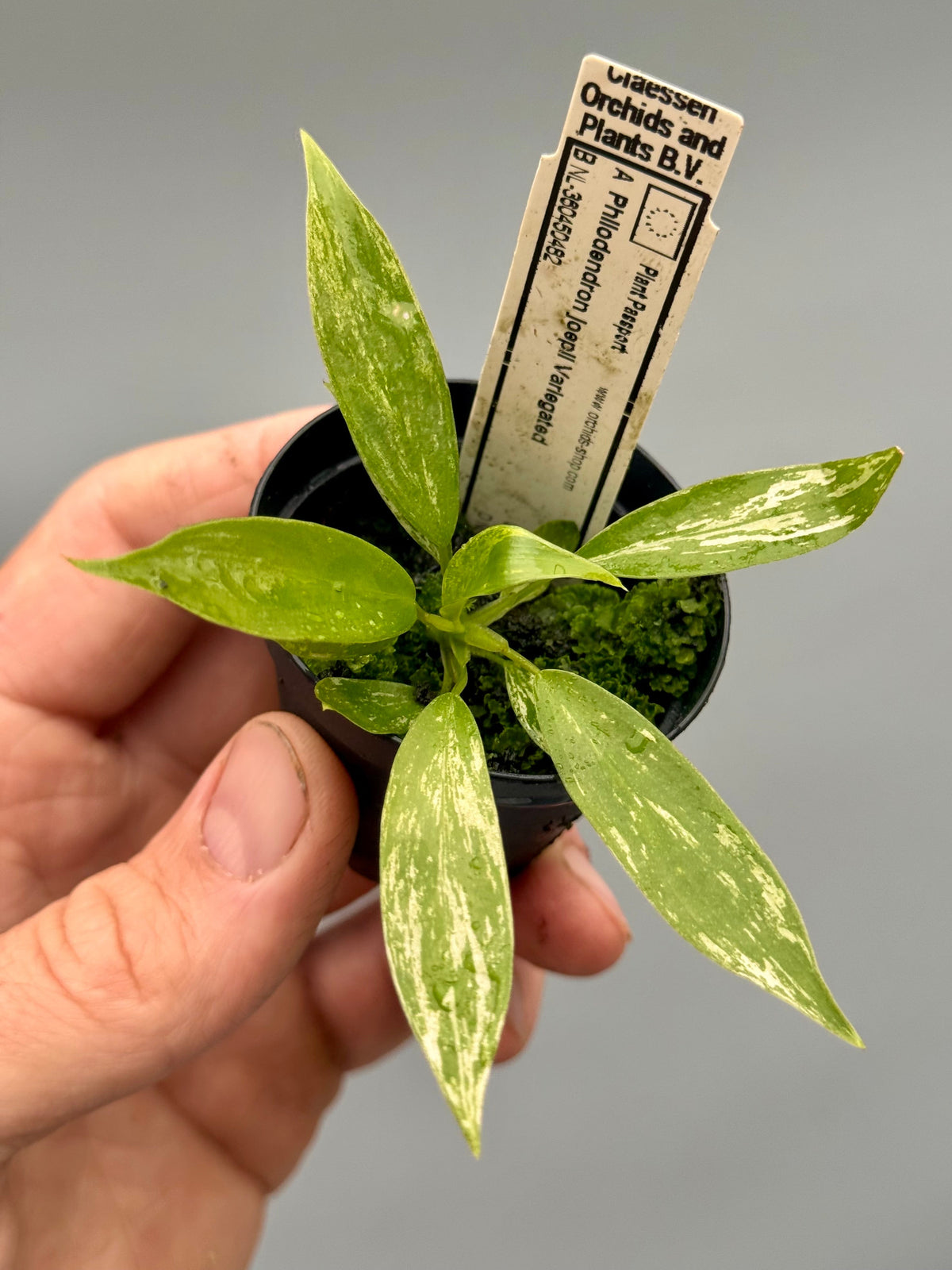 Philodendron joepii Variegated (Baby Plant)