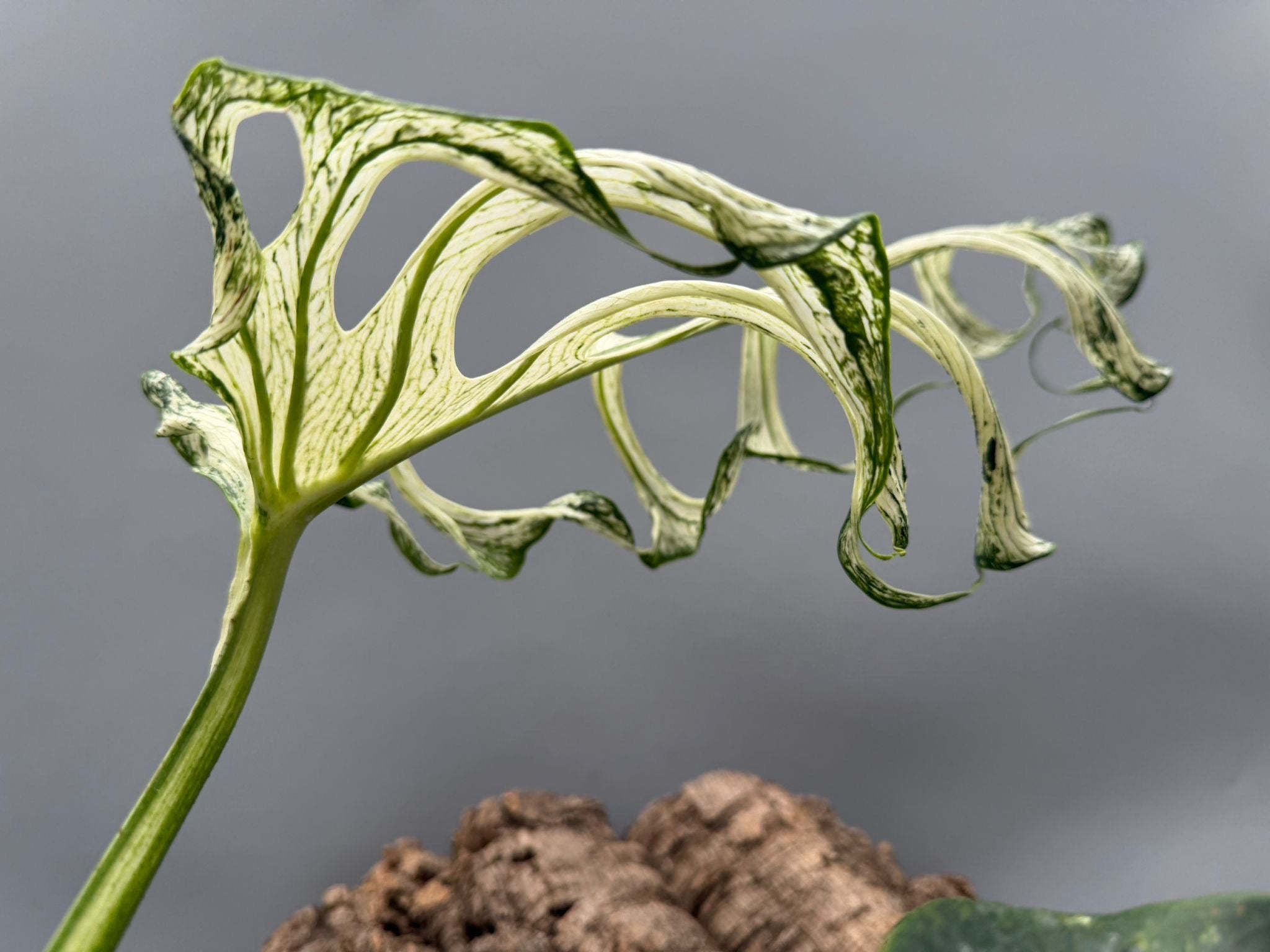 Monstera ‘Devil Monster’ Nr 2