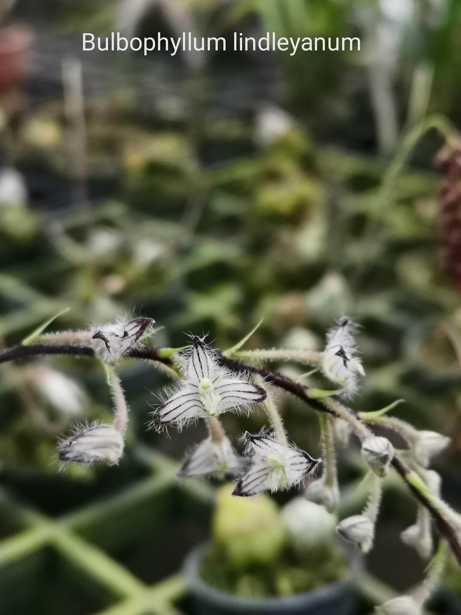 Bulbophyllum lindleyanum