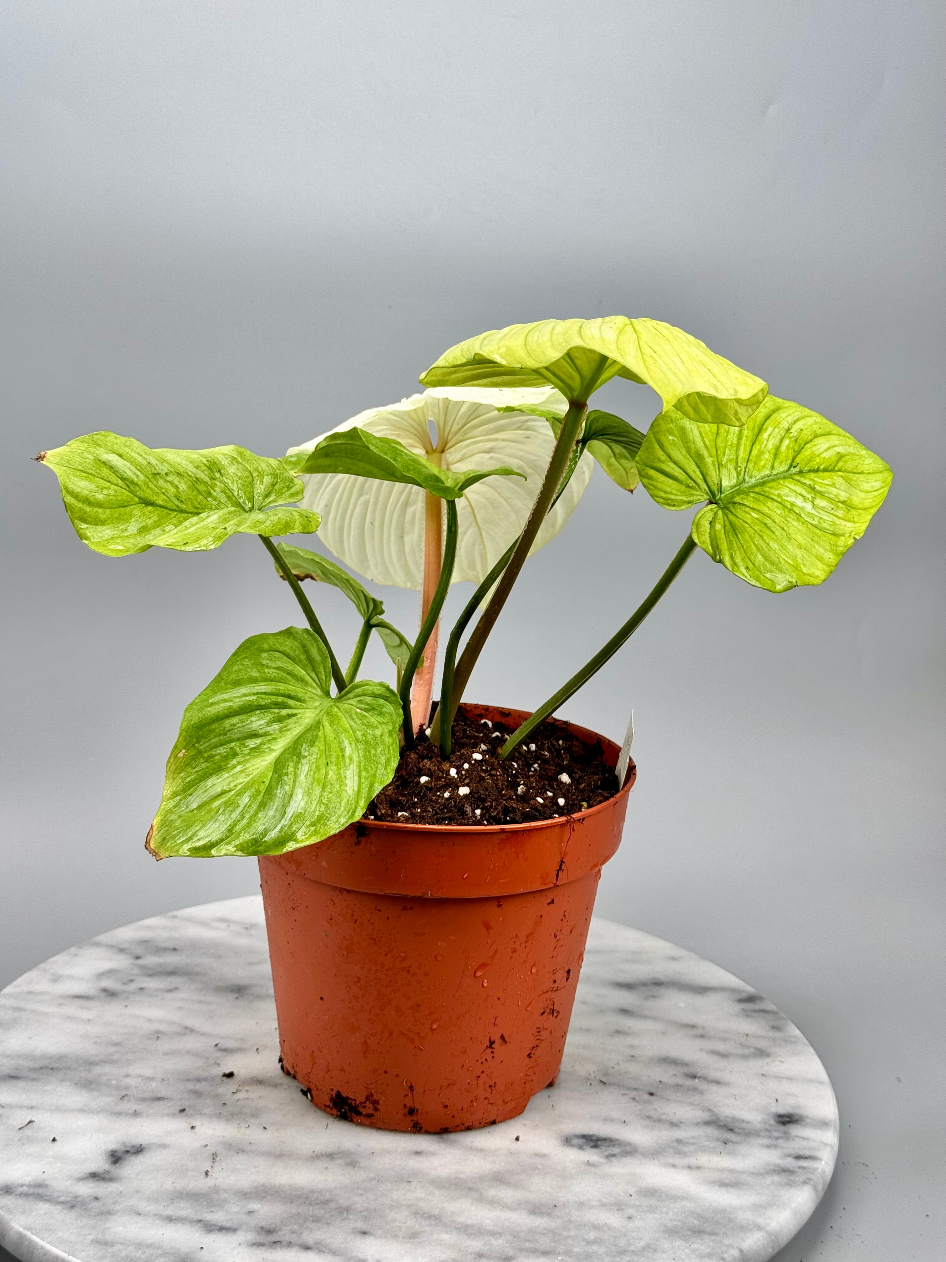 Philodendron mamei variegata mint