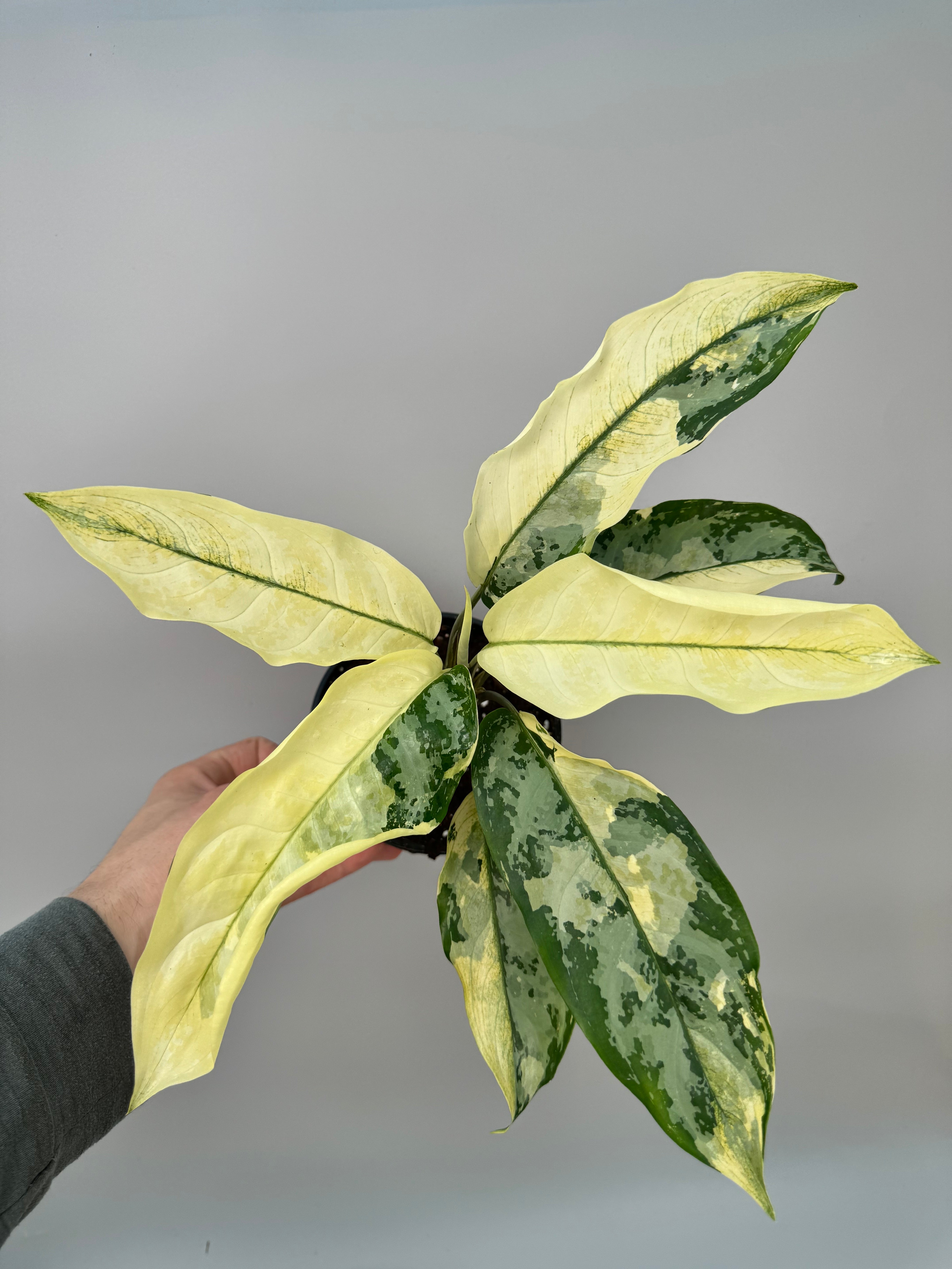 Aglaonema Sp. Suvarnabhumi Variegated