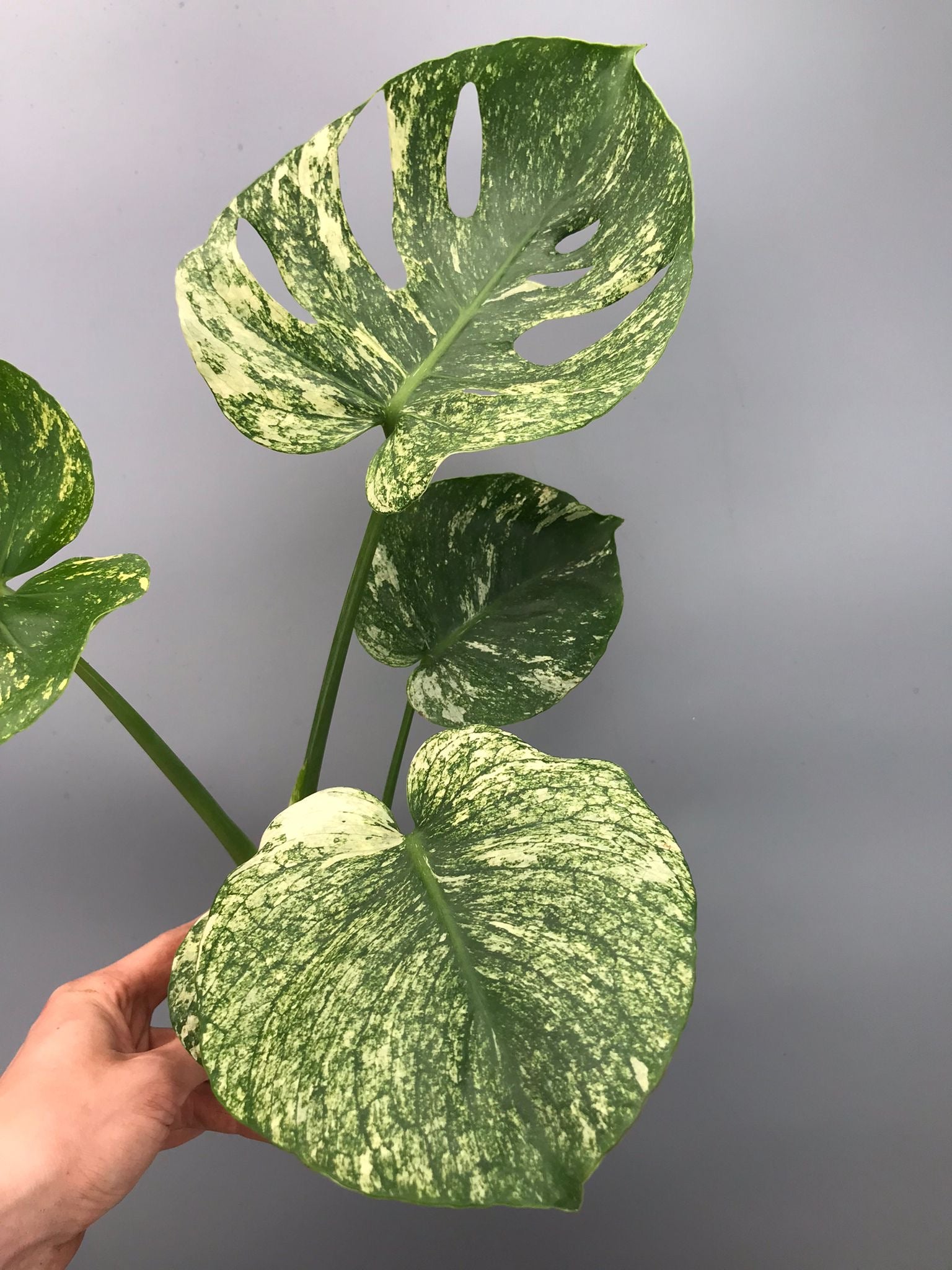 Monstera Siam Mint nr 2 ‘Big’