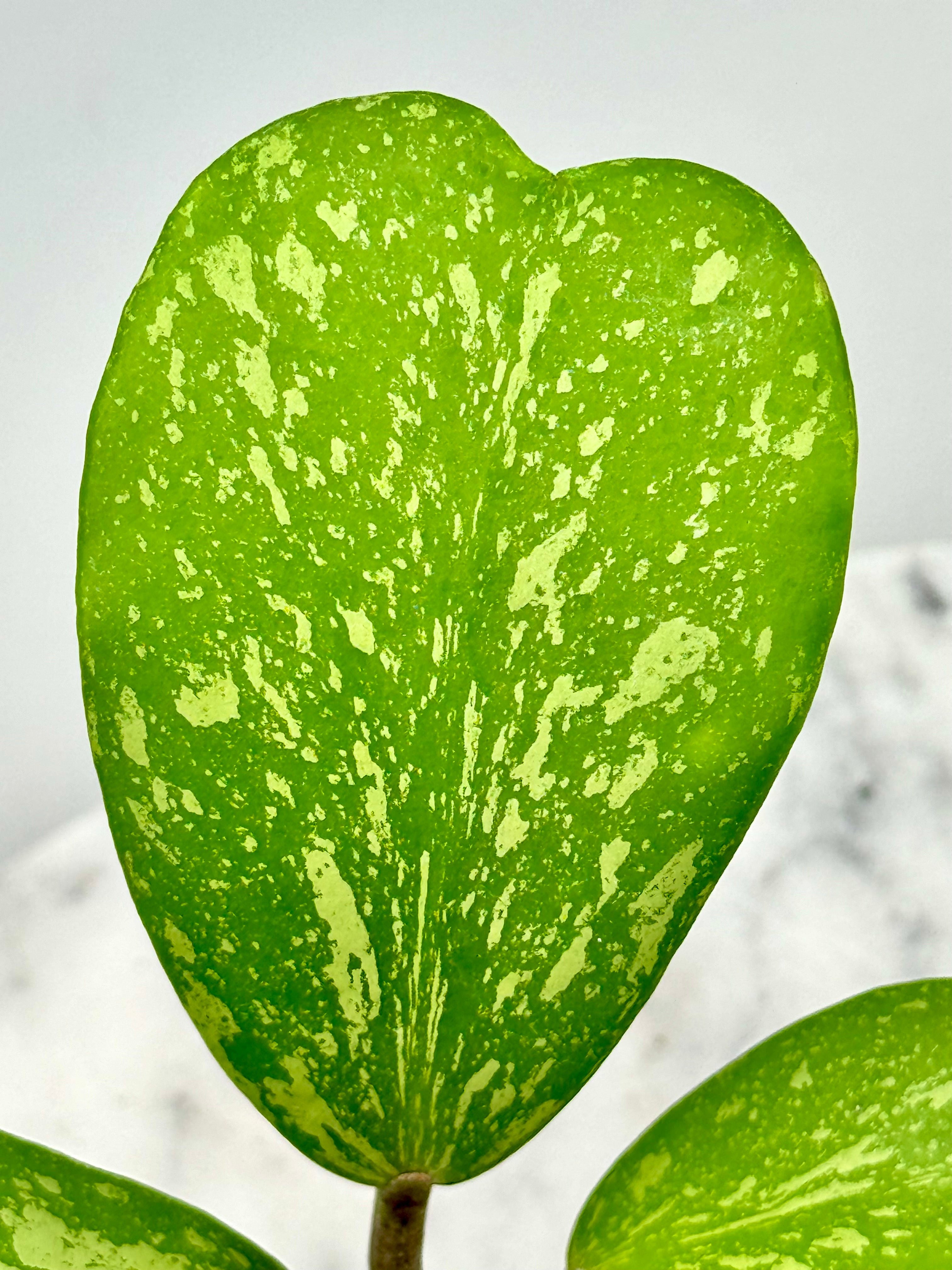 Hoya kerrii Splash (2-3 Leaves)