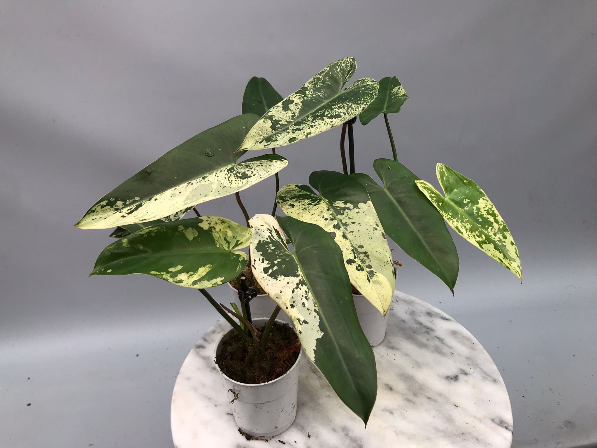 Philodendron ilsemanii