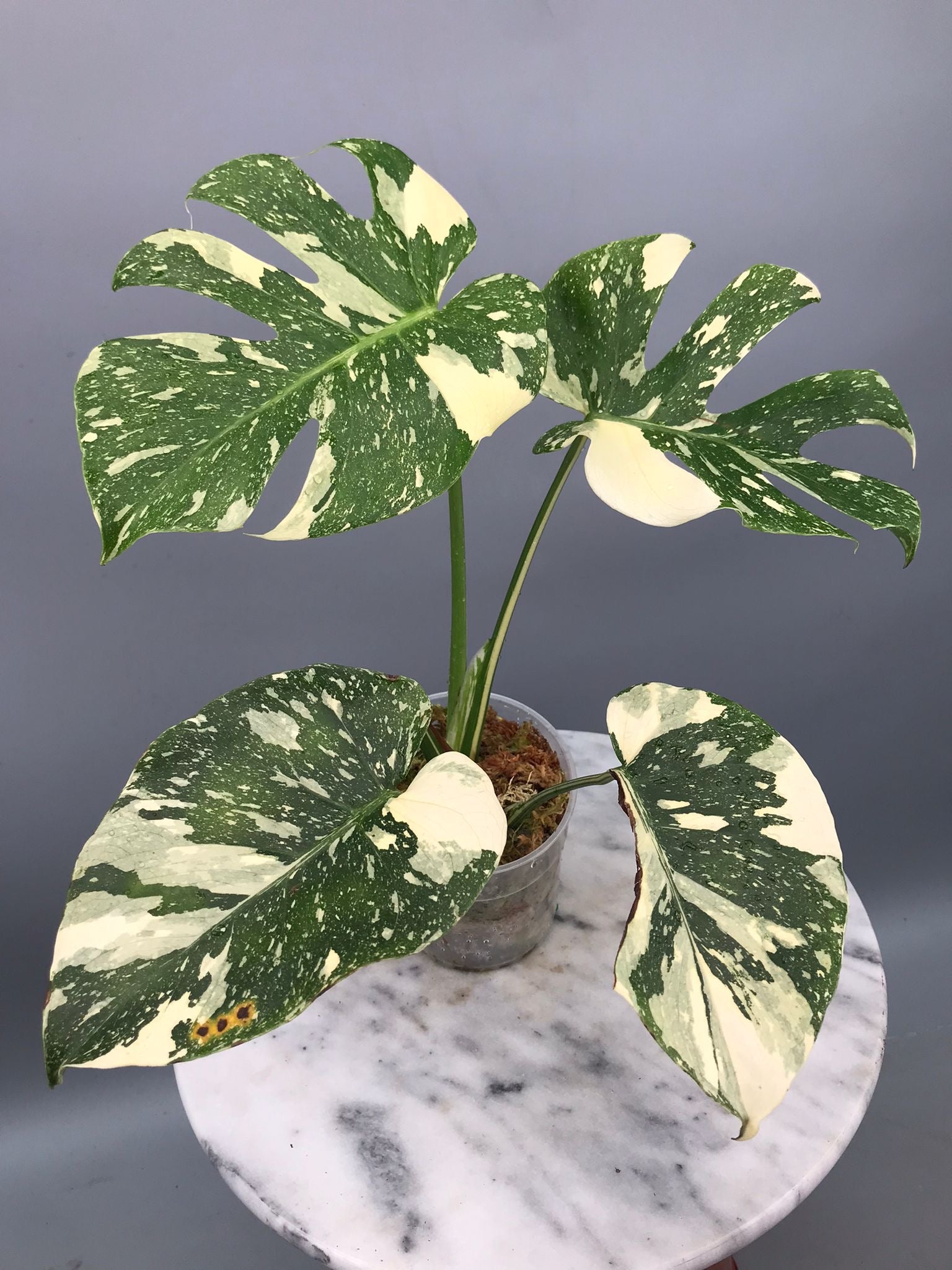 Monstera White snow nr 1