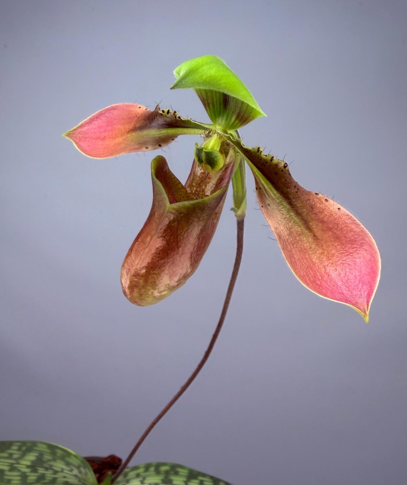 Paphiopedilum appletonianum