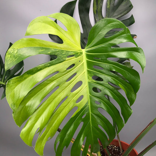Monstera Ocean Mint nr 2