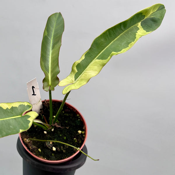 philodendron atlanta Philodendron atabapoense variegata albo