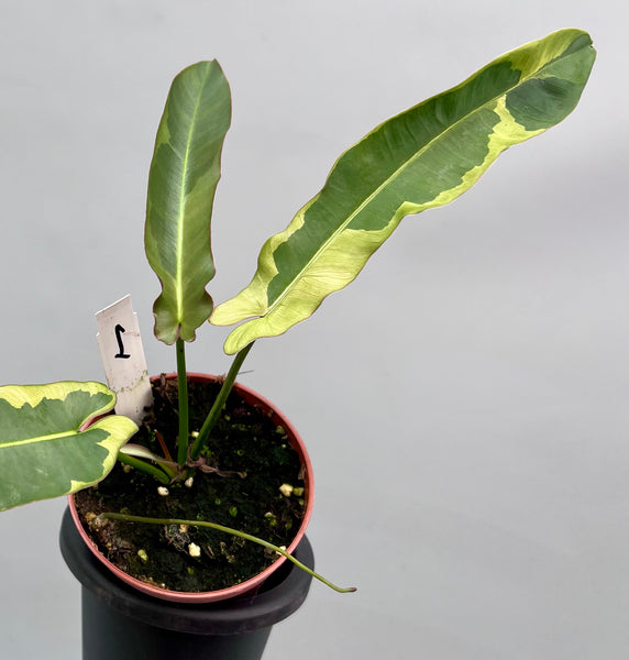 Philodendron atabapoense フィロデンドロン　　斑入り DE1EEADB-E788-4663-90AE-