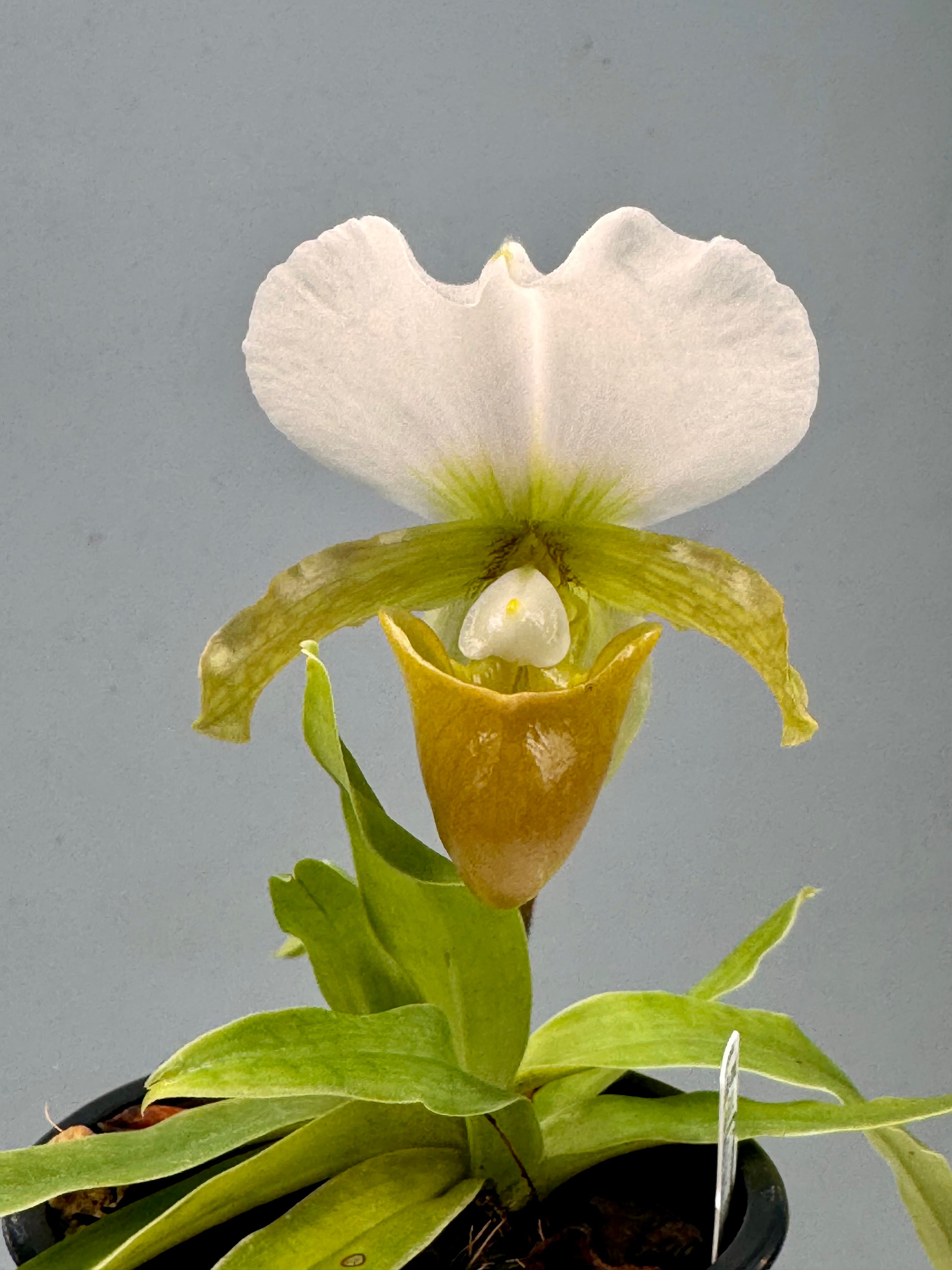 Paphiopedilum charlesworthii semi alba  (Selection 1 )