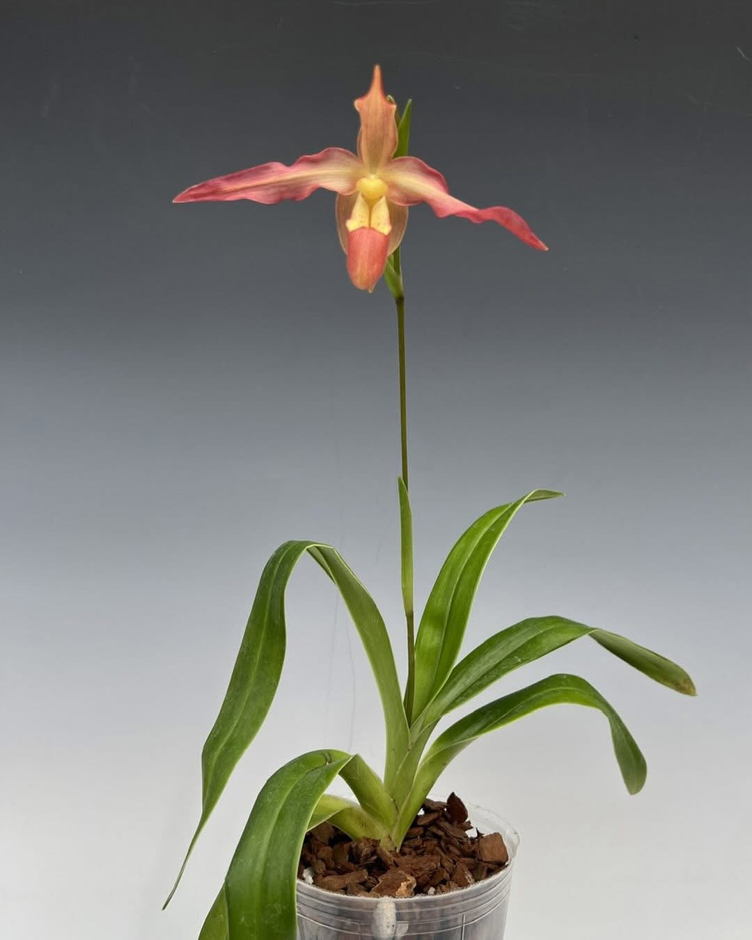 Phragmipedium Robert Palm