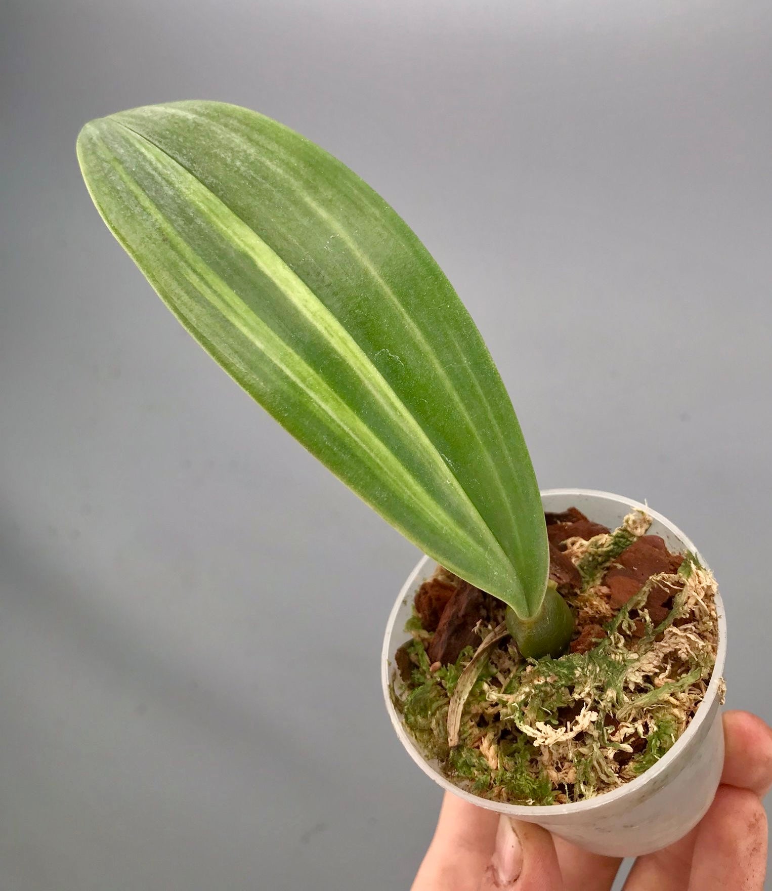Bulbophyllum phalaenopsis variegata