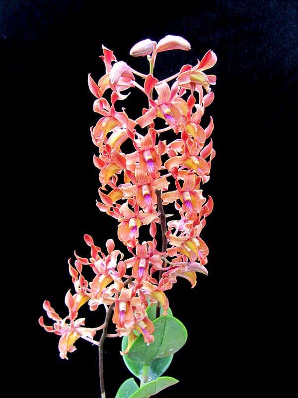Dendrobium Jairak Antelope 'Tangerine'