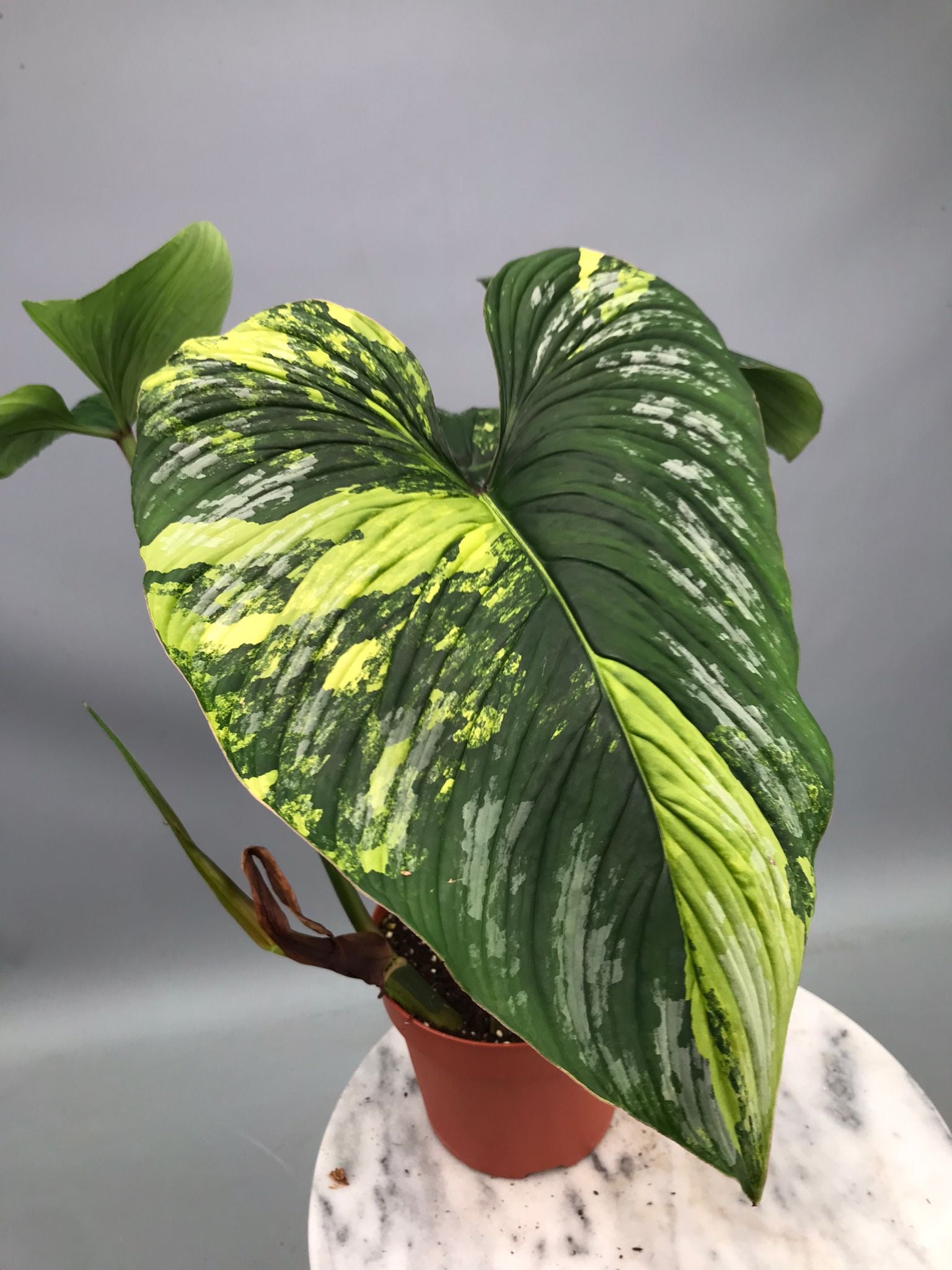 Philodendron mamei variegata mint (nr 4)