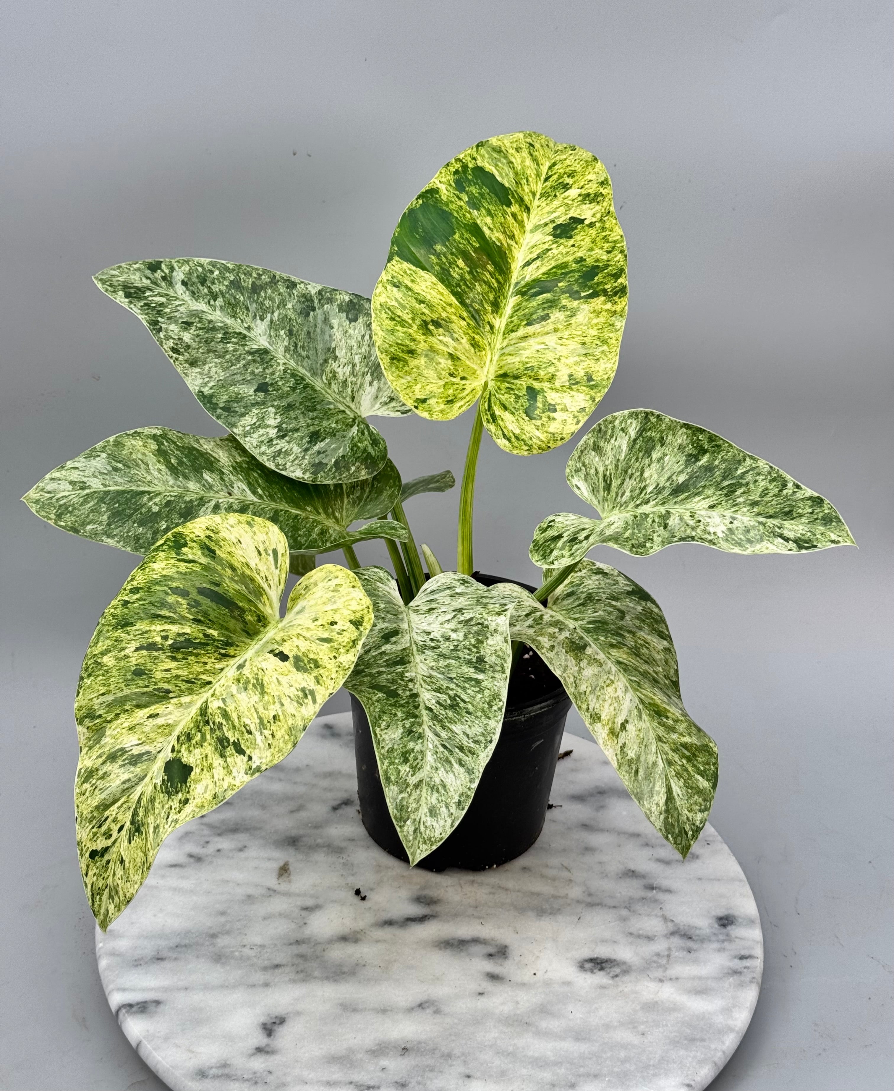 Philodendron Giganteum Variegata albo