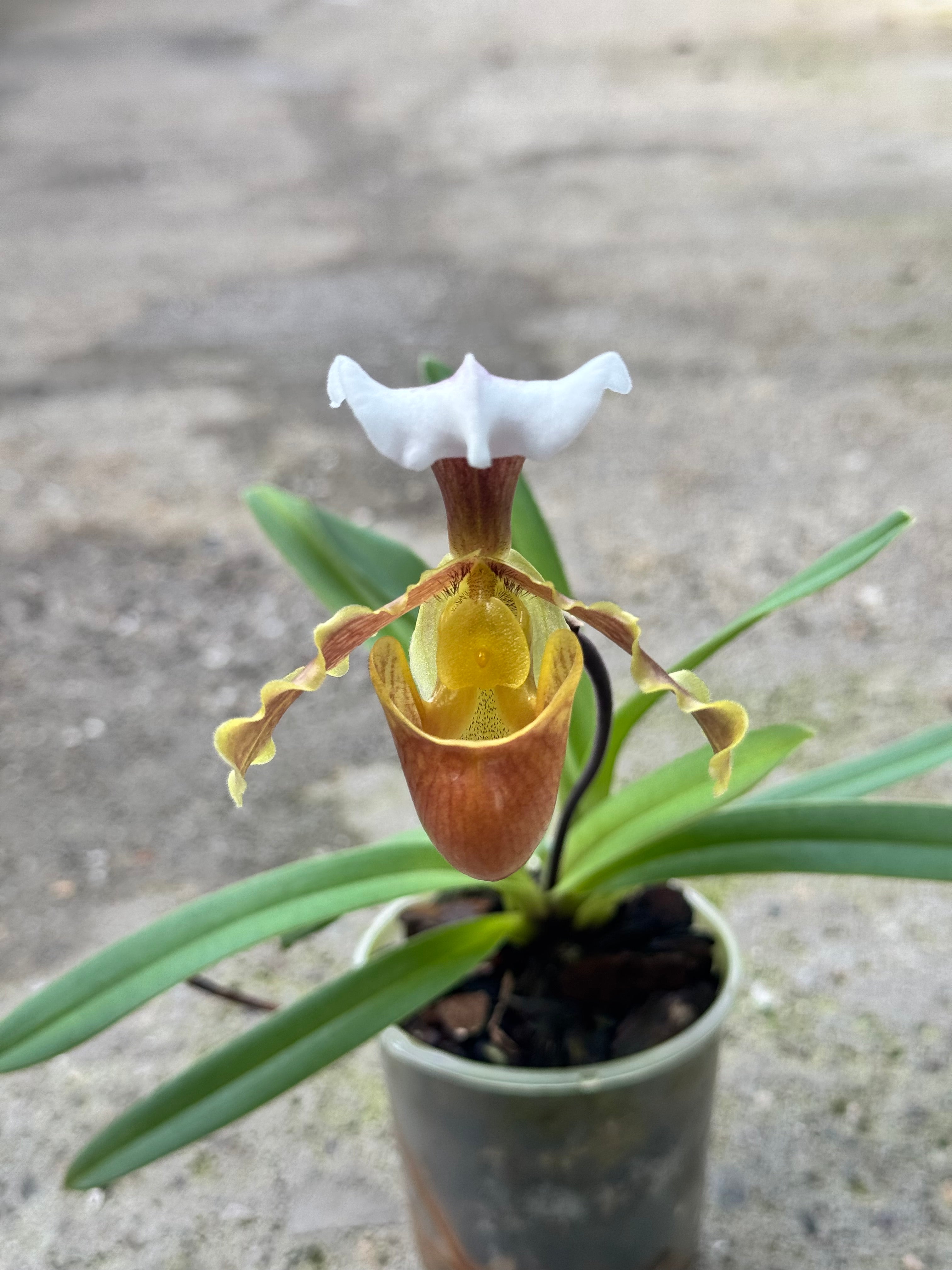 Paphiopedilum coccineum