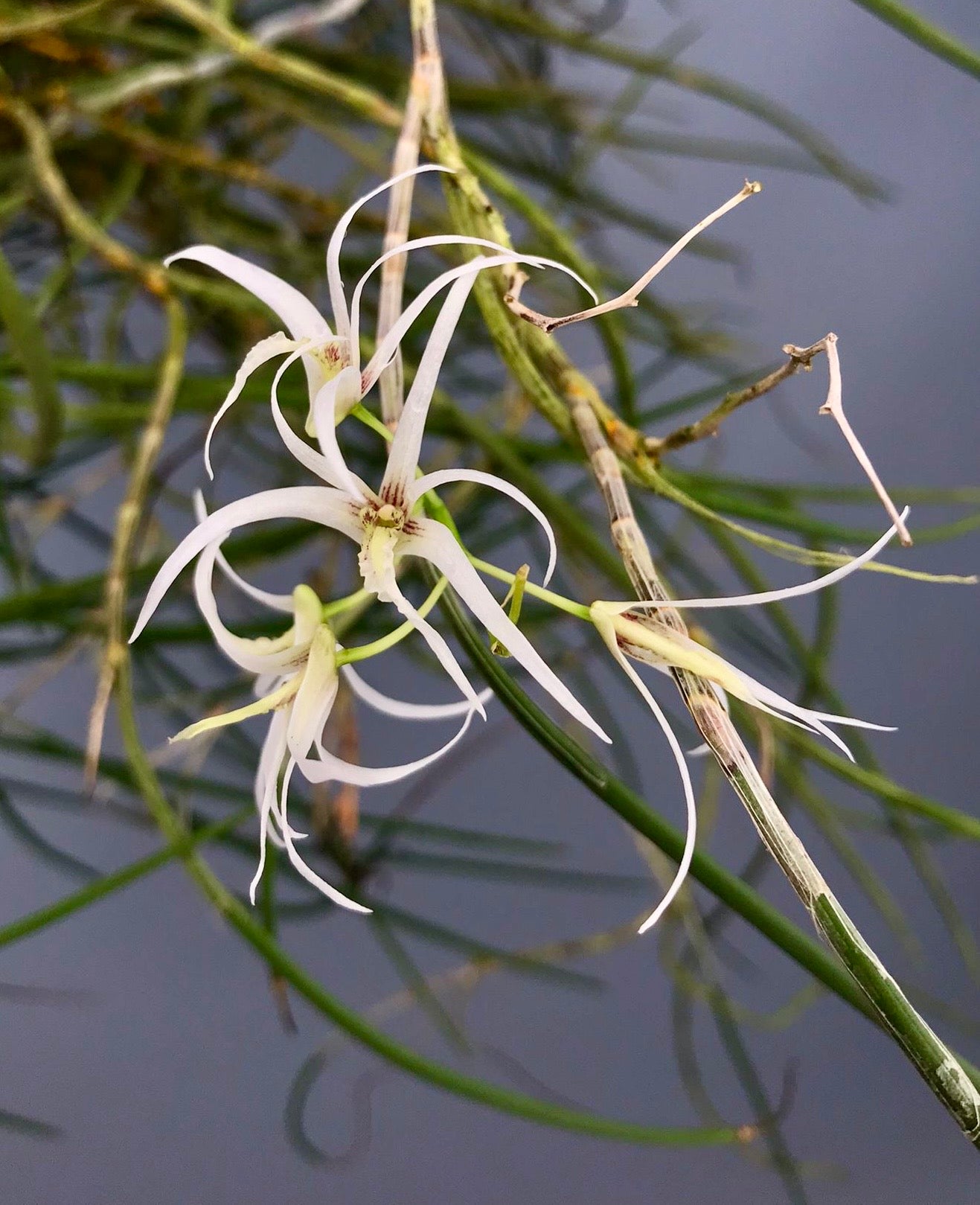 Dendrobium calamiforme
