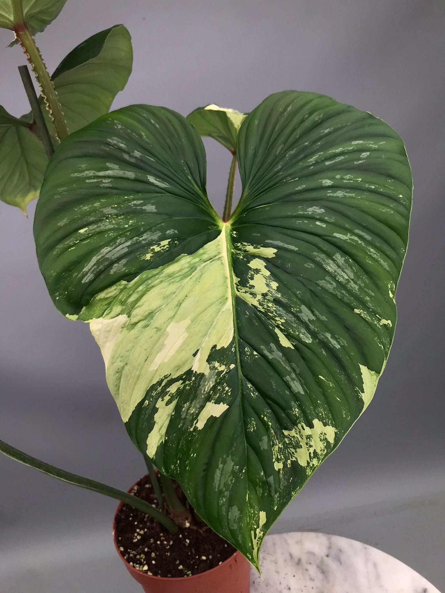 Philodendron mamei variegata mint (nr 2)