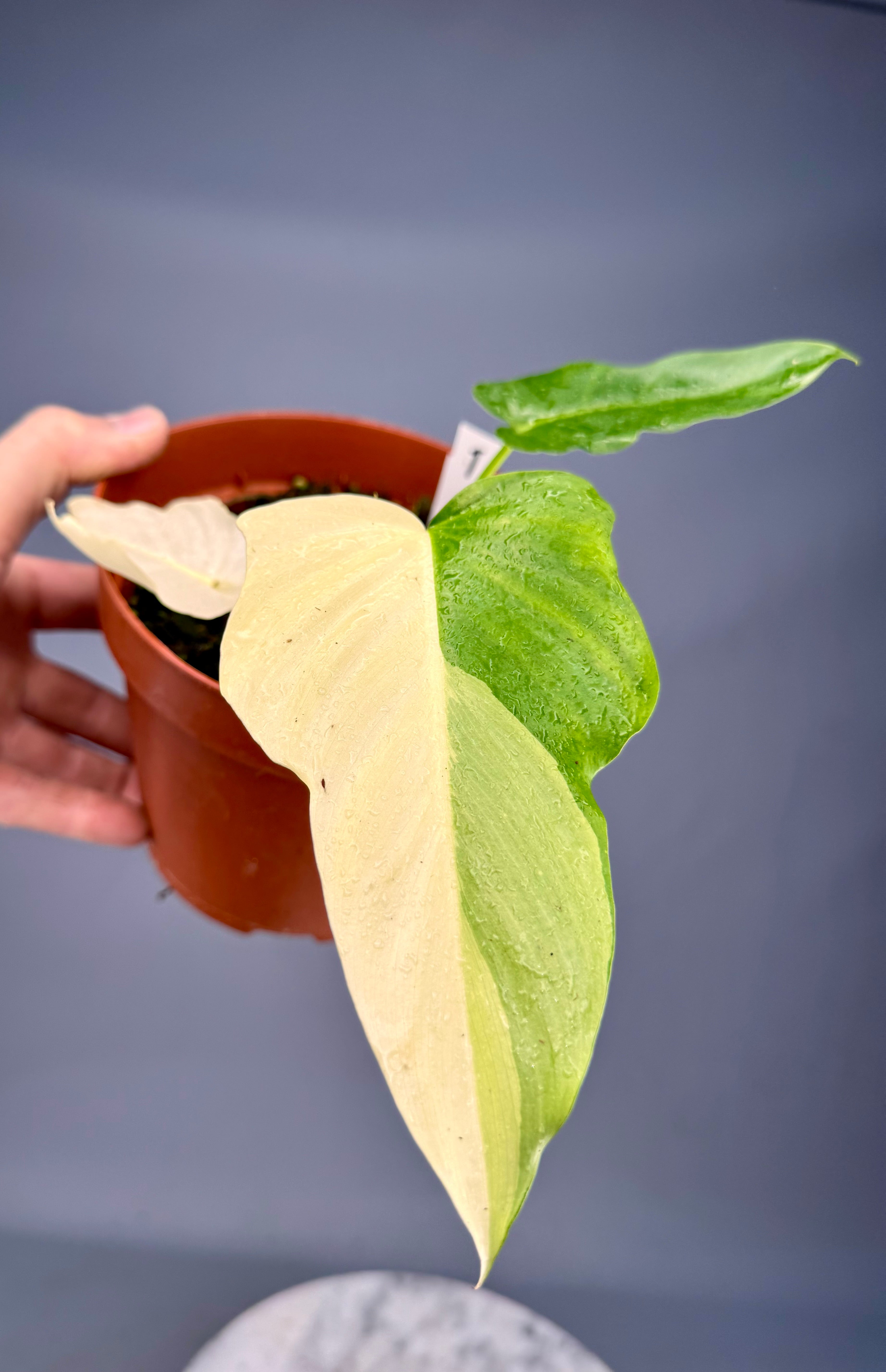 Philodendron "Golden Dragon" variegated albo nr 1