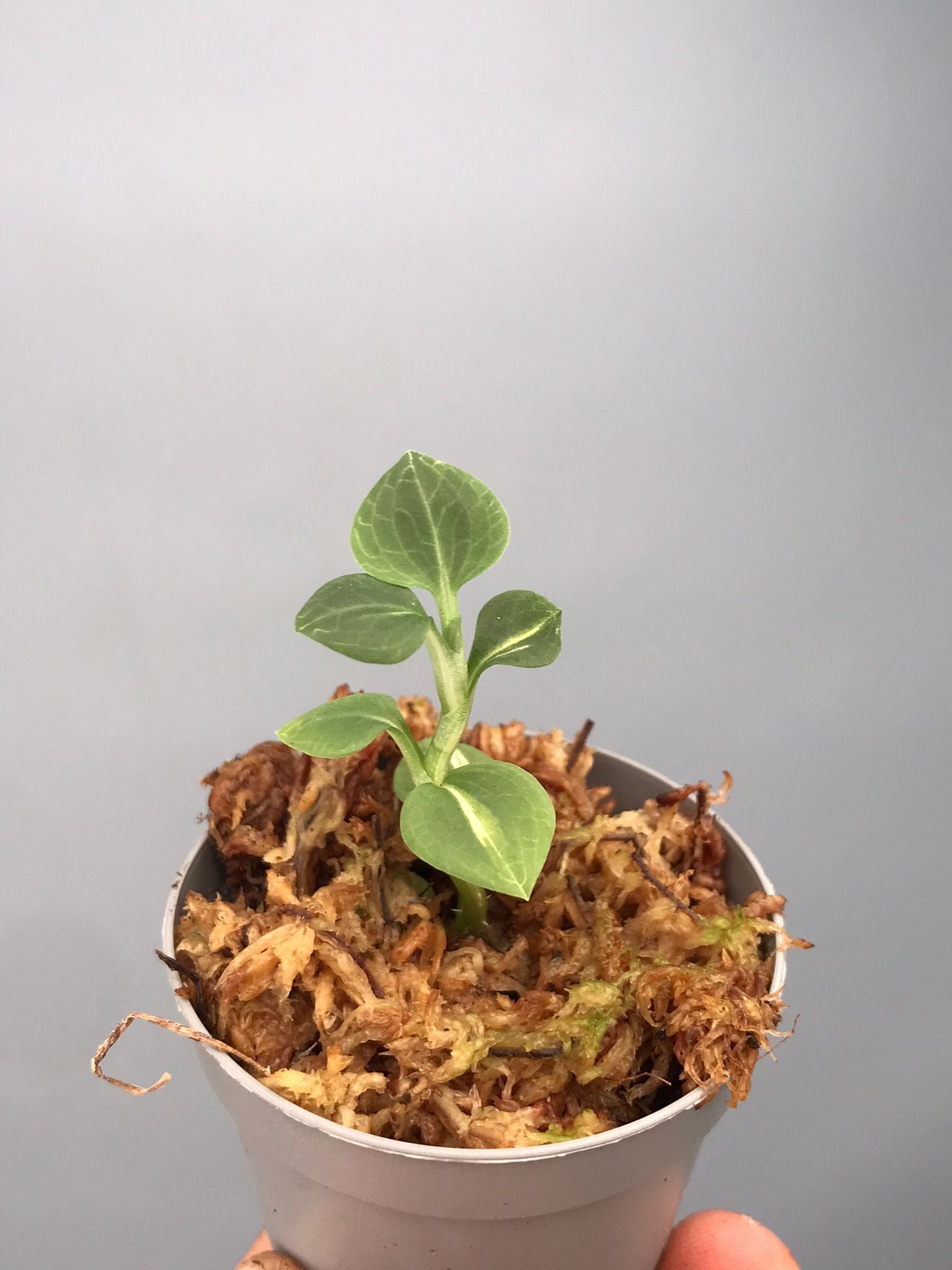 Goodyera schlechtendaliana "Variegata"