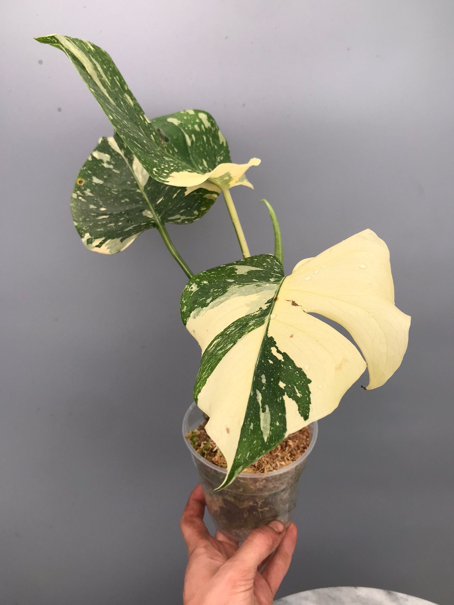 Monstera White snow nr 2