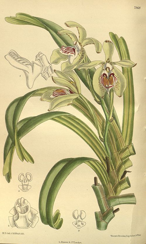 Vanda pumila