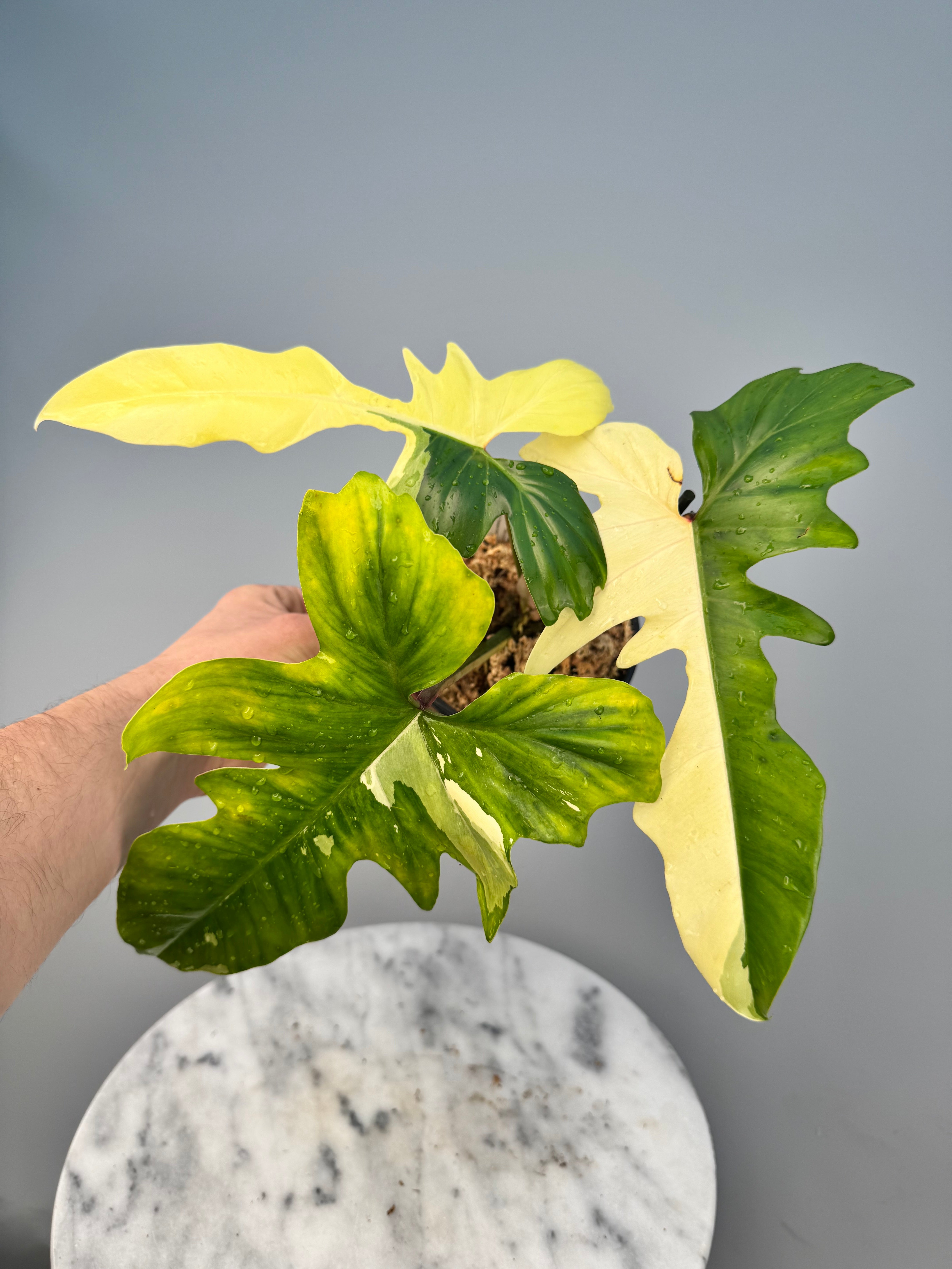 Philodendron Golden Dragon variegated albo (Nr 1)