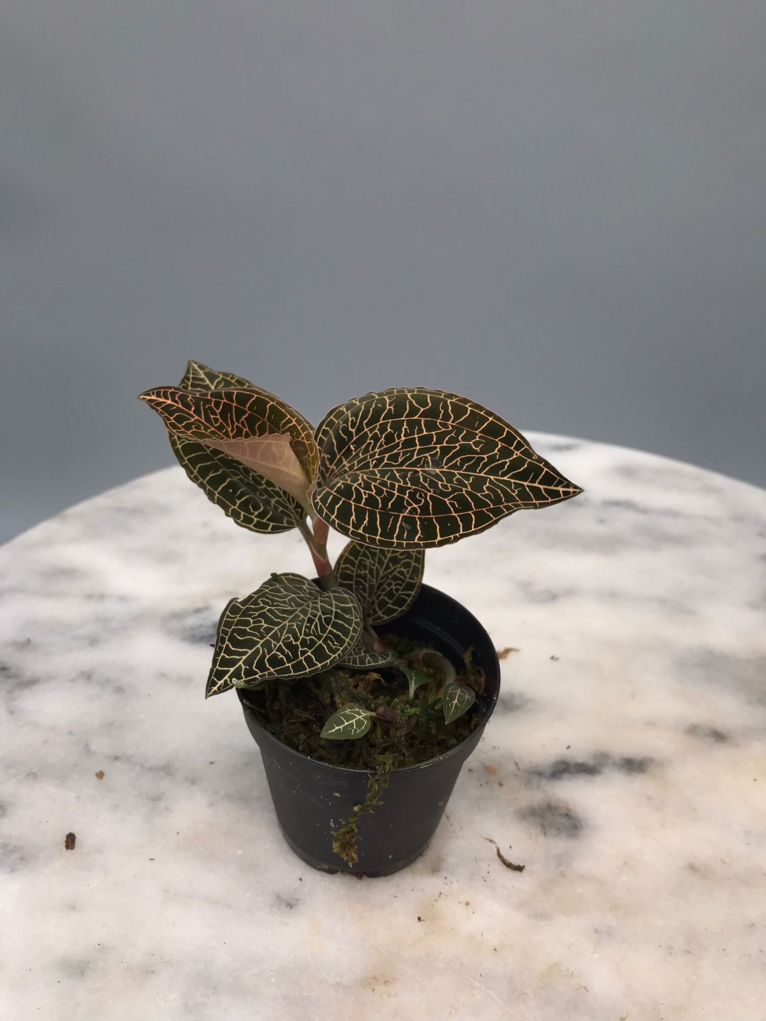 Anoectochilus roxburghii
 ‘Red’