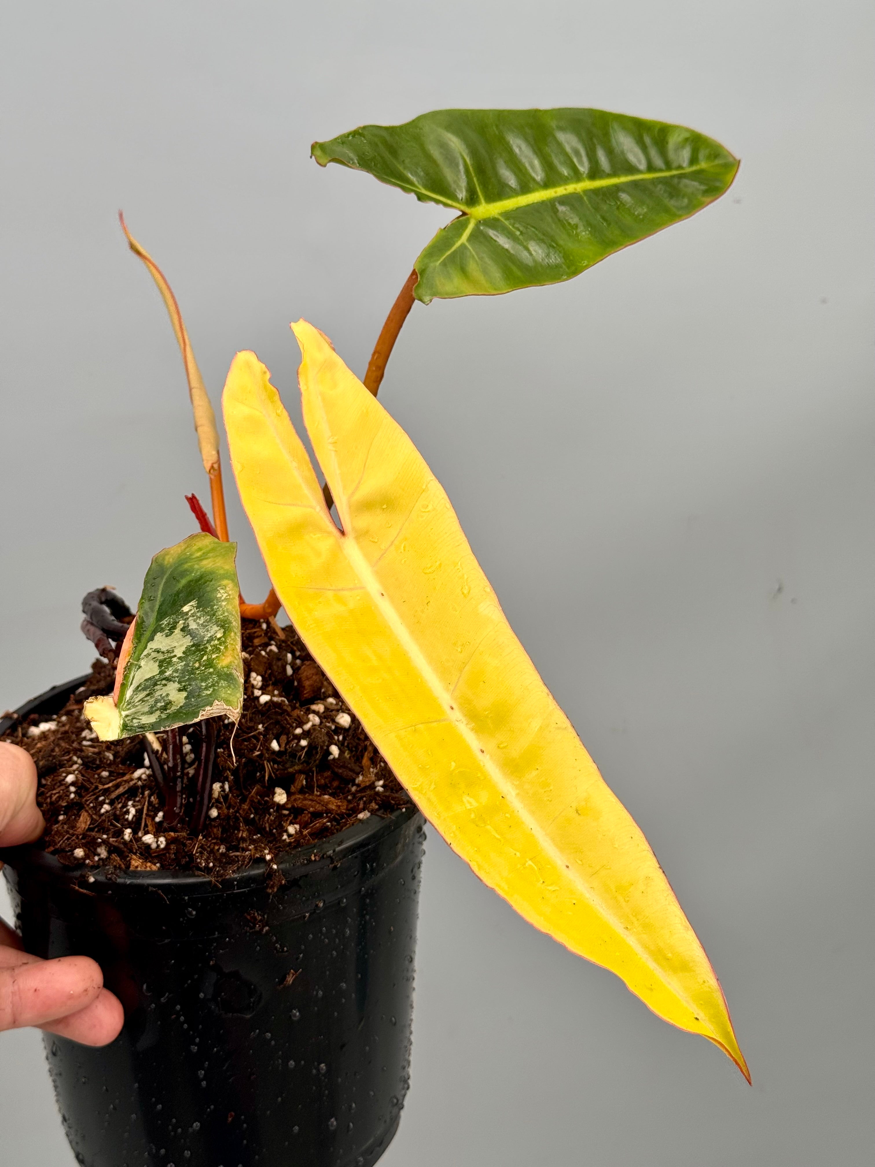 Philodendron billietiae Variegata ‘Small Size’