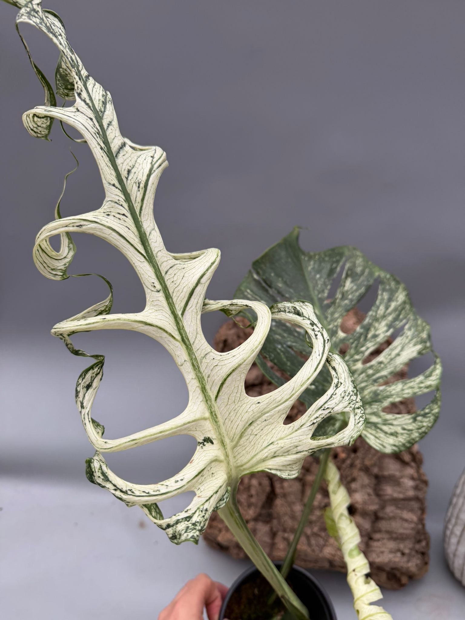 Monstera ‘Devil Monster’ Nr 2