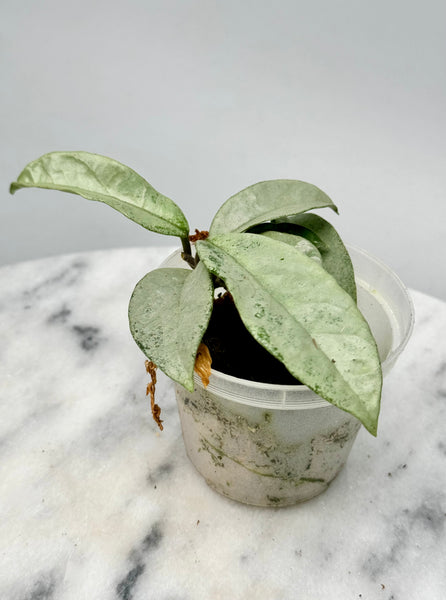 Hota Carnosa Nova Ghost, Hoya Silver Leaves. selling 2.5