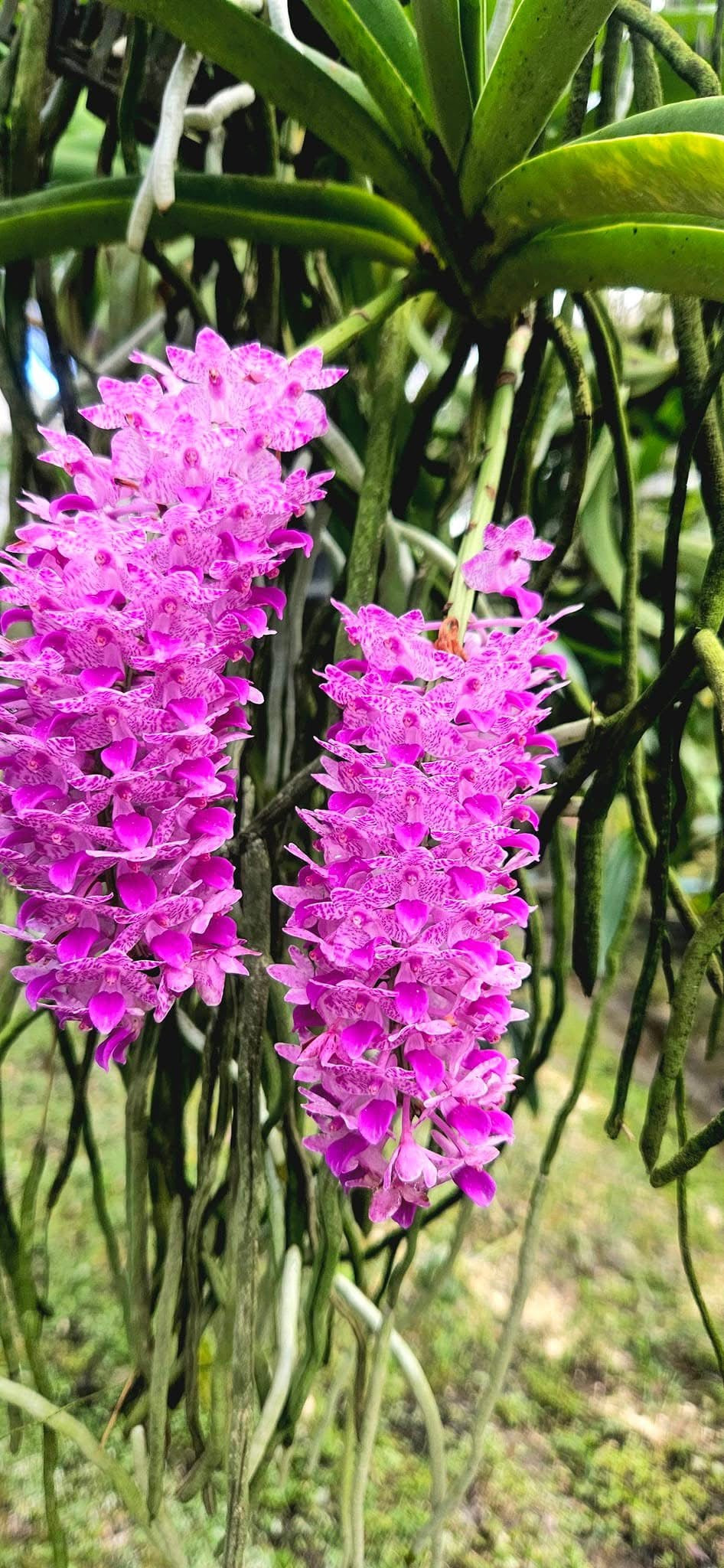 Rhynchostylis retusa